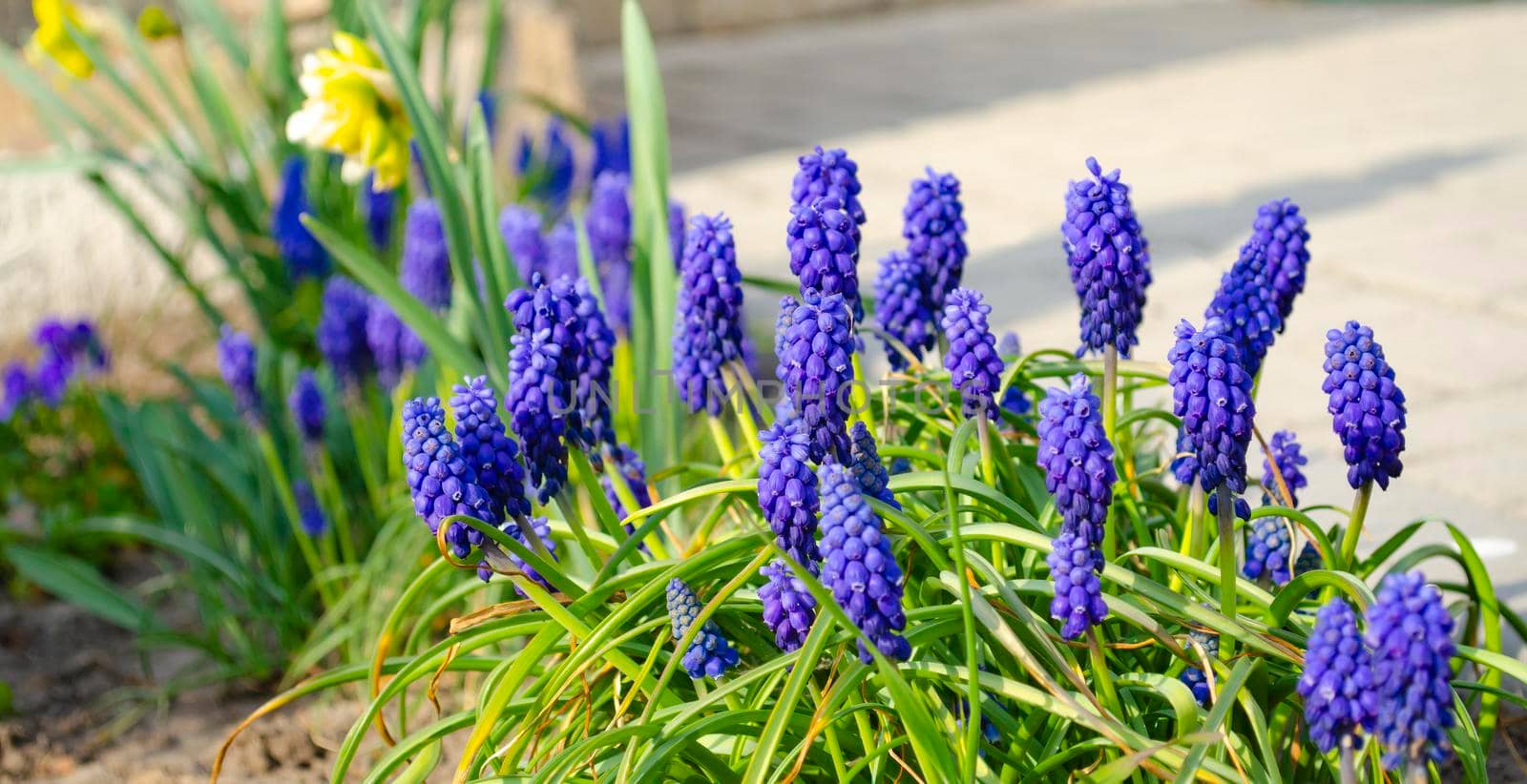 Blue Muscari flowers close up. A group of Grape hyacinth Muscari armeniacum blooming in the spring,