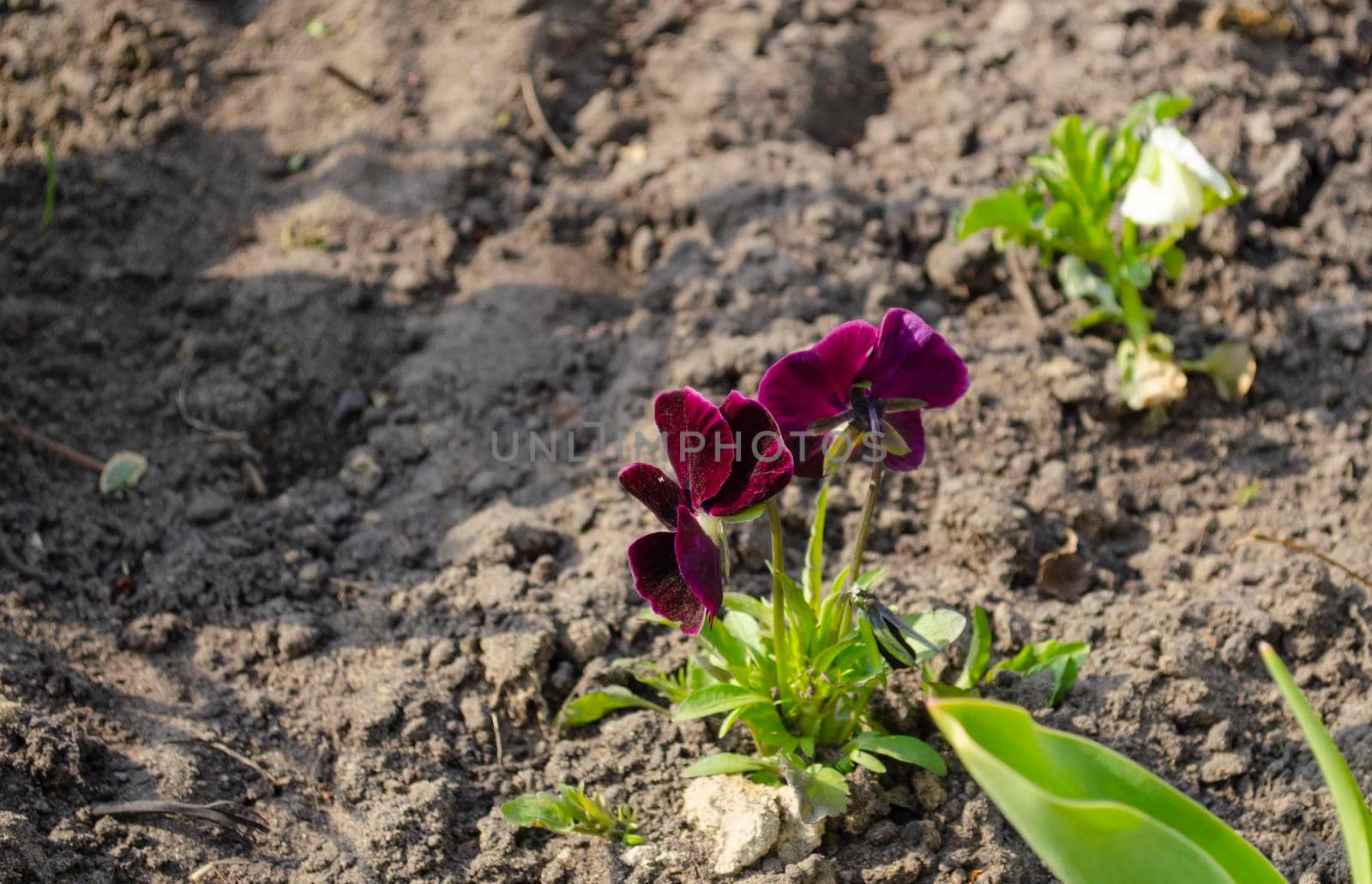 Pansy flower or spring garden viola. Flower arrangement and floral design. Flowers violet or pansies on a ground background by mtx