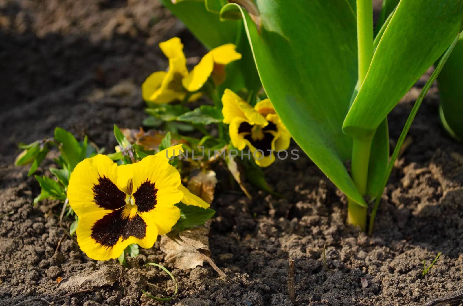 Yellow black pansy flower, sharp close up view, city gardening