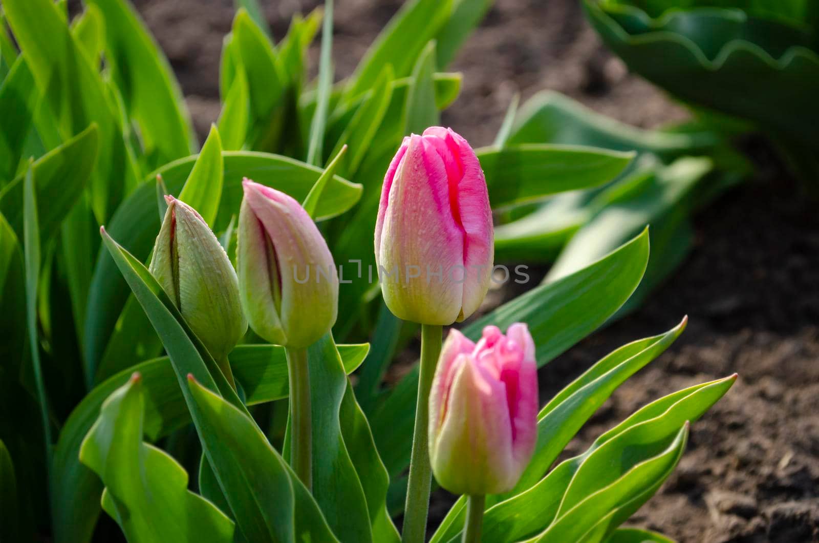 Young tulips in the spring home garden. Spring mood. Background for greeting on Easter or other holiday by mtx