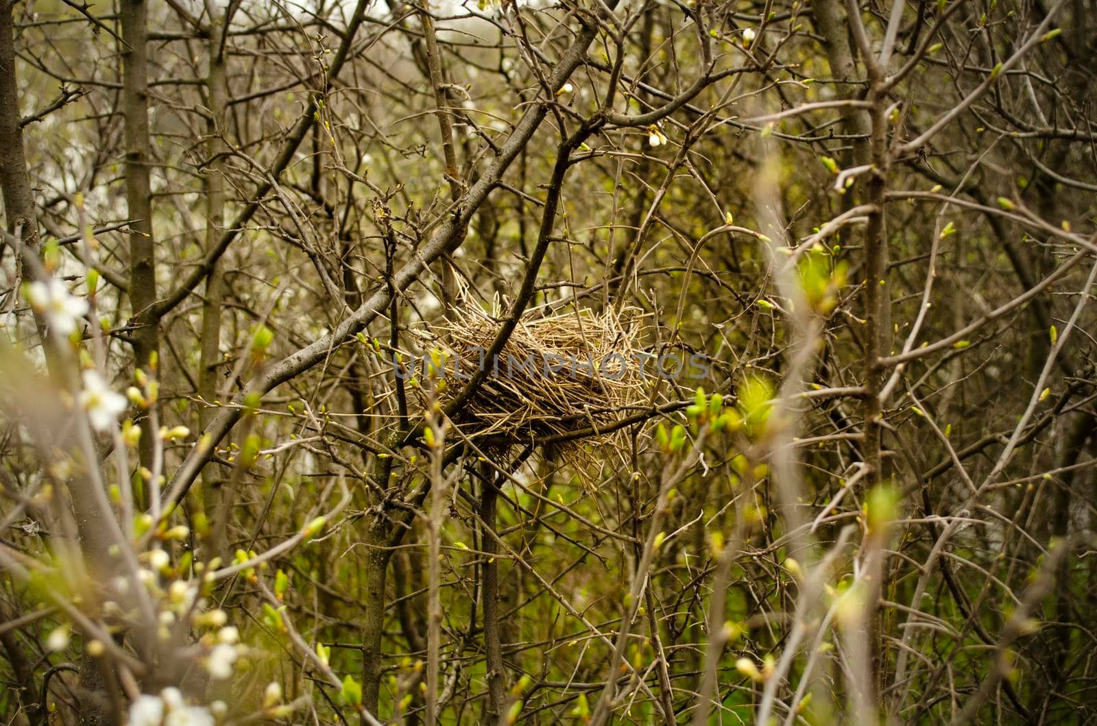 A nest in the branches of a dense bush