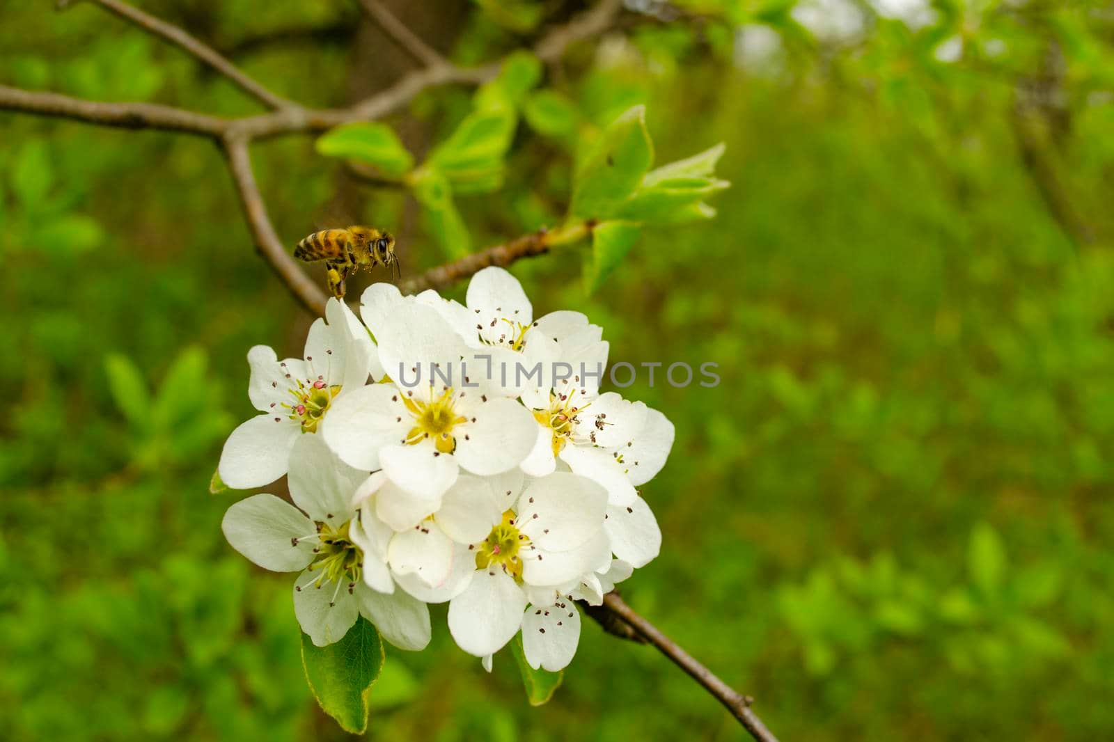 A honey bee pollinates a white flowers in a spring meadow. Seasonal natural scene. Free space for text by mtx