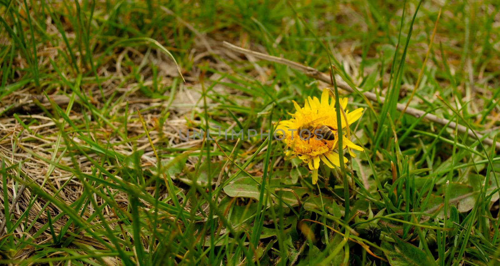 A honey bee pollinates a yellow dandelion flower in a spring meadow. Seasonal natural scene. Free space for text by mtx