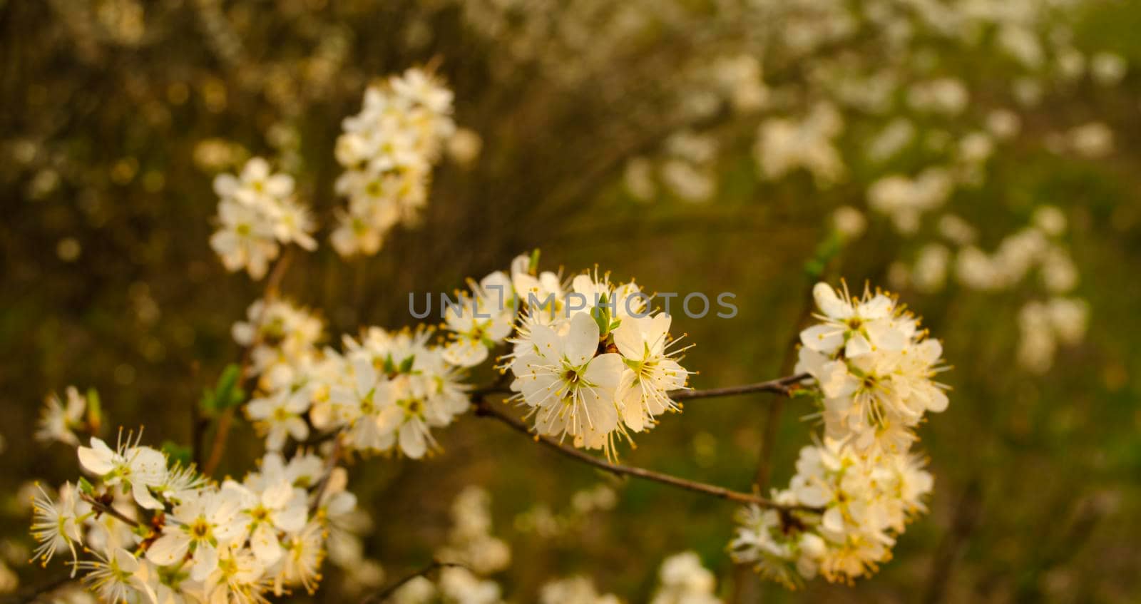A branch of the flowering shrub Prunus padus with white flowers in spring on a Sunny day. Spring flower picture of a beautiful edible plant outdoor. Close-up of a flowering bird-cherry tree.