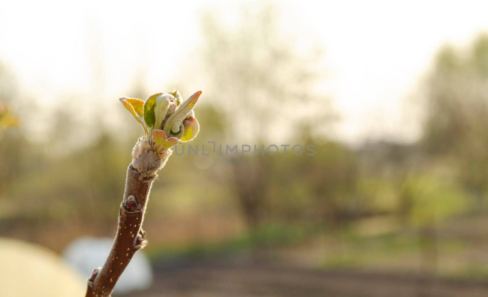 Beautiful view of a young branch of an apple tree, selective focus. Growing buds, young leaves and flowers. Close Up. by mtx