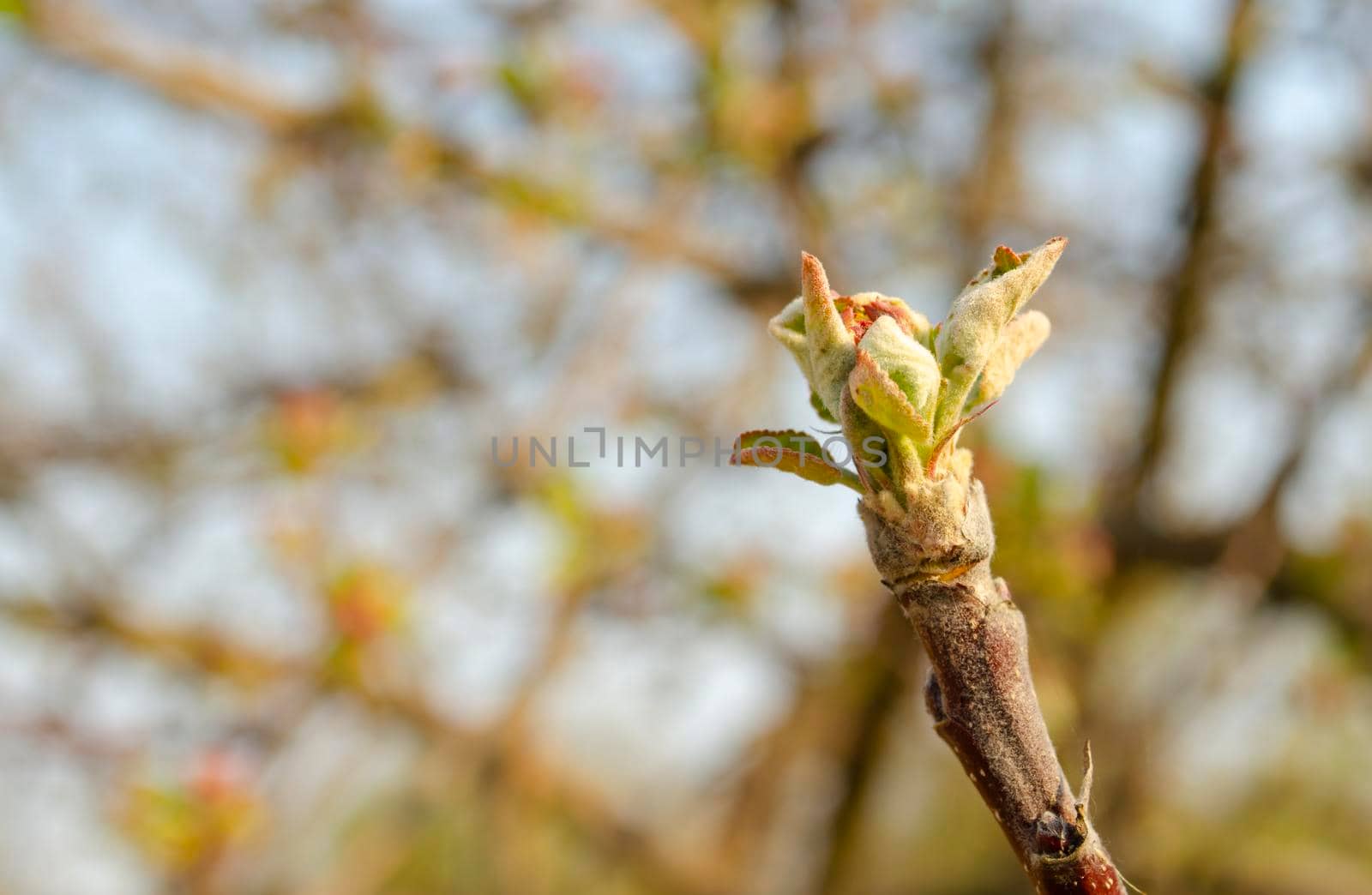 Beautiful view of a young branch of an apple tree, selective focus