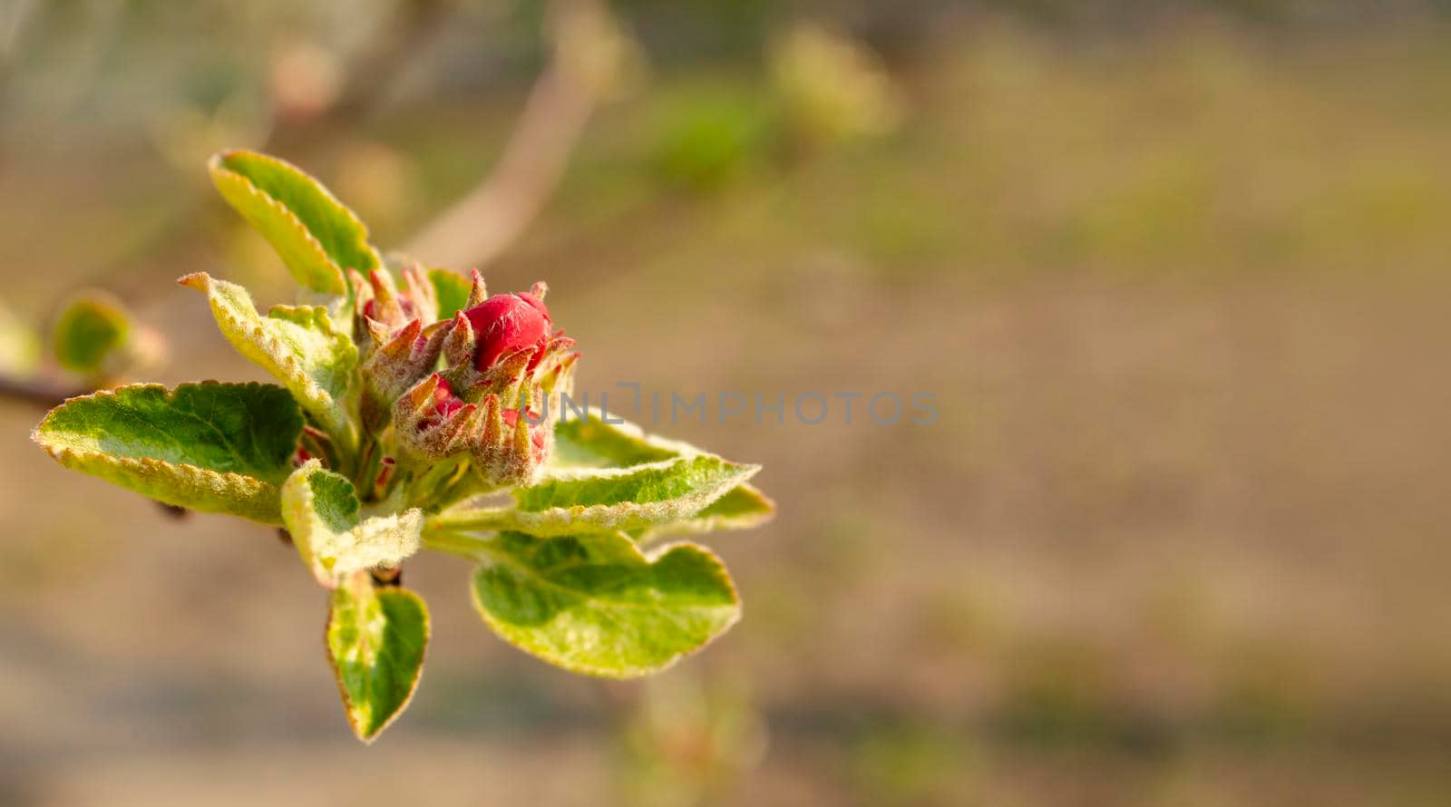 Beautiful view of a young branch of an apple tree, selective focus. Growing buds, young leaves and flowers. Close Up. by mtx