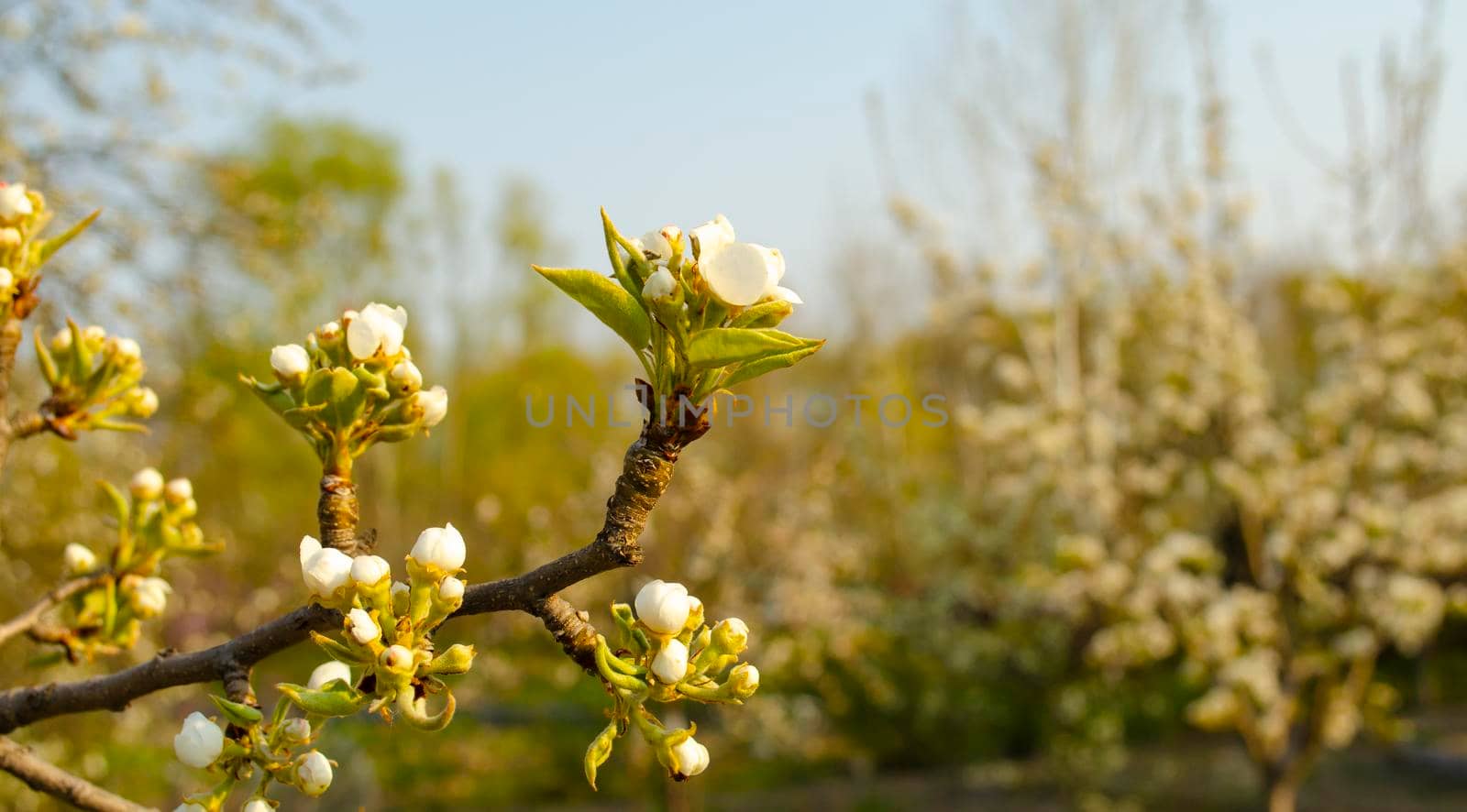 Spring flowering apple tree. Many blossoming white flowers on the branches of the tree. Spring agro concept