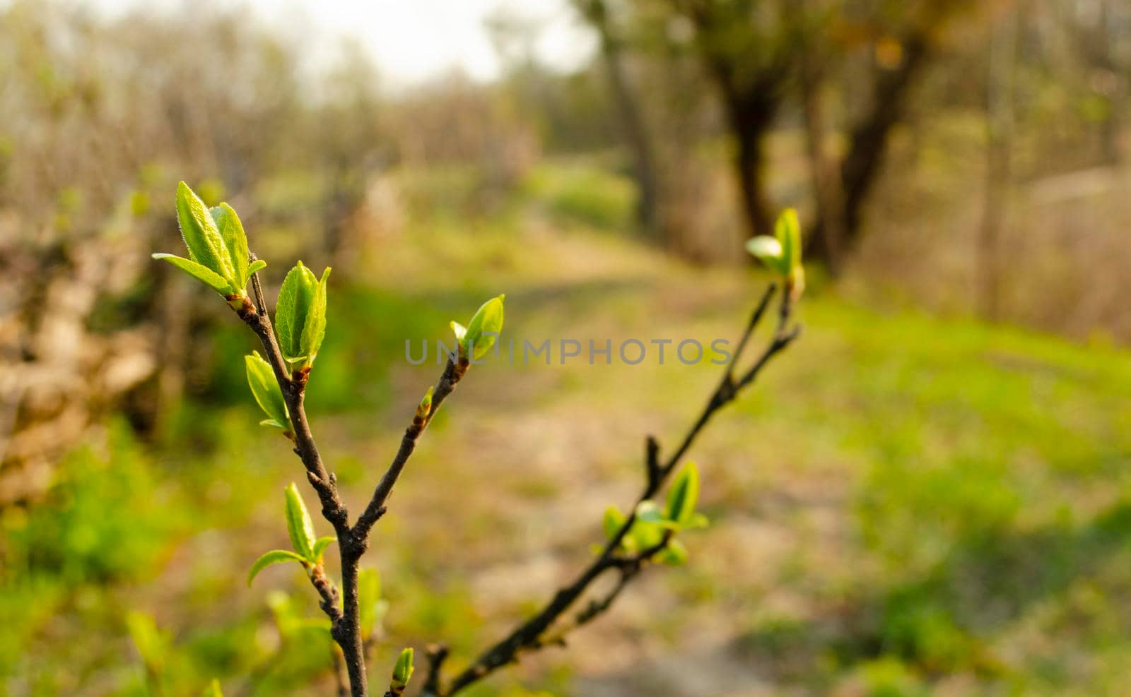 The first spring gentle leaves, buds and branches macro background, young branches with leaves and buds, First sprout on tree branch.