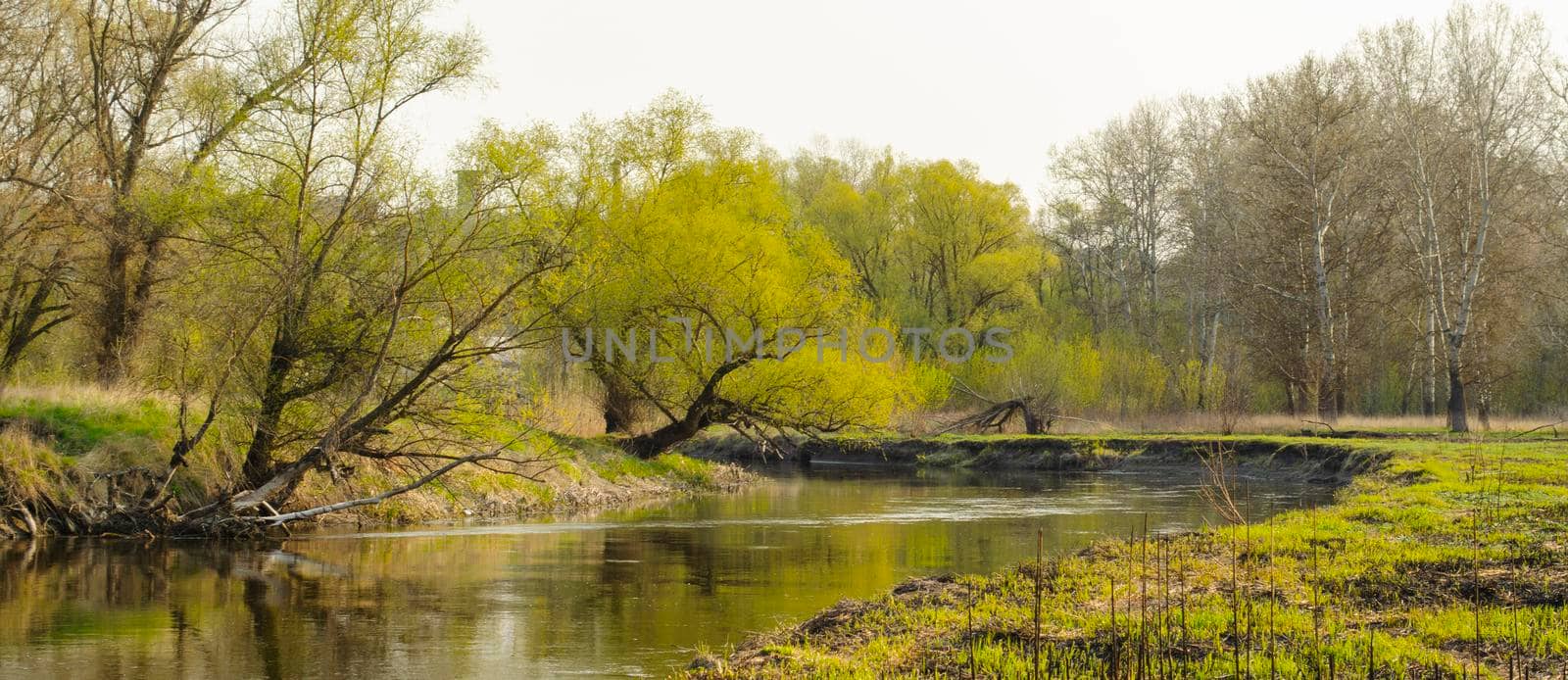Spring landscape with a river and a grove of trees reflecting in the river.