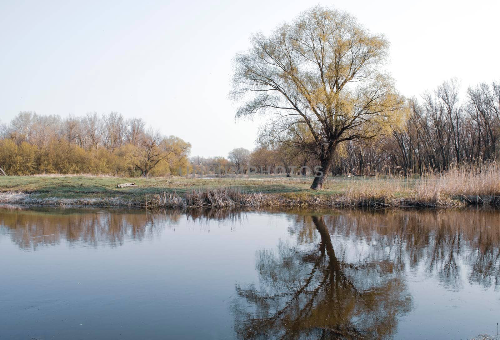 A lonely tree on the river bank is reflected in the water. Cold spring frosty colorless morning. Cold frosty landscape by mtx