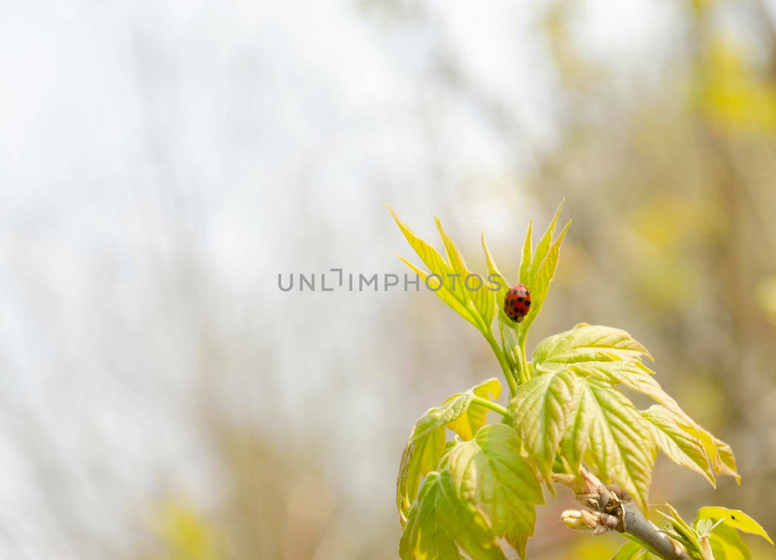 Ladybug on a leaf of a branch on a blurred light autumn background by mtx