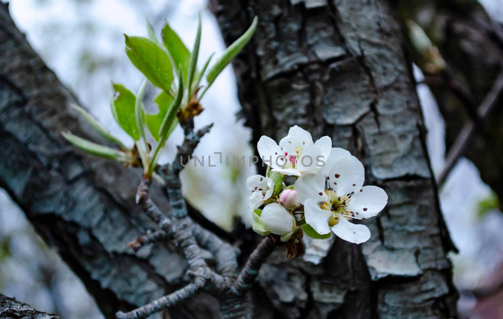 Flowering apple tree with raindrops .Fresh spring background on nature outdoors.Soft focus image of blooming flowers in springtime.For agricultural concepts by mtx