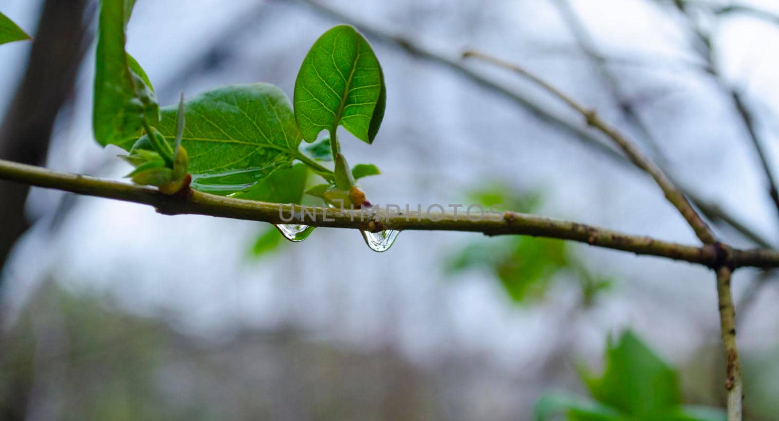 Raindrops on coniferous branches close-up. Soft focus, low key. Atmospheric natural photography.