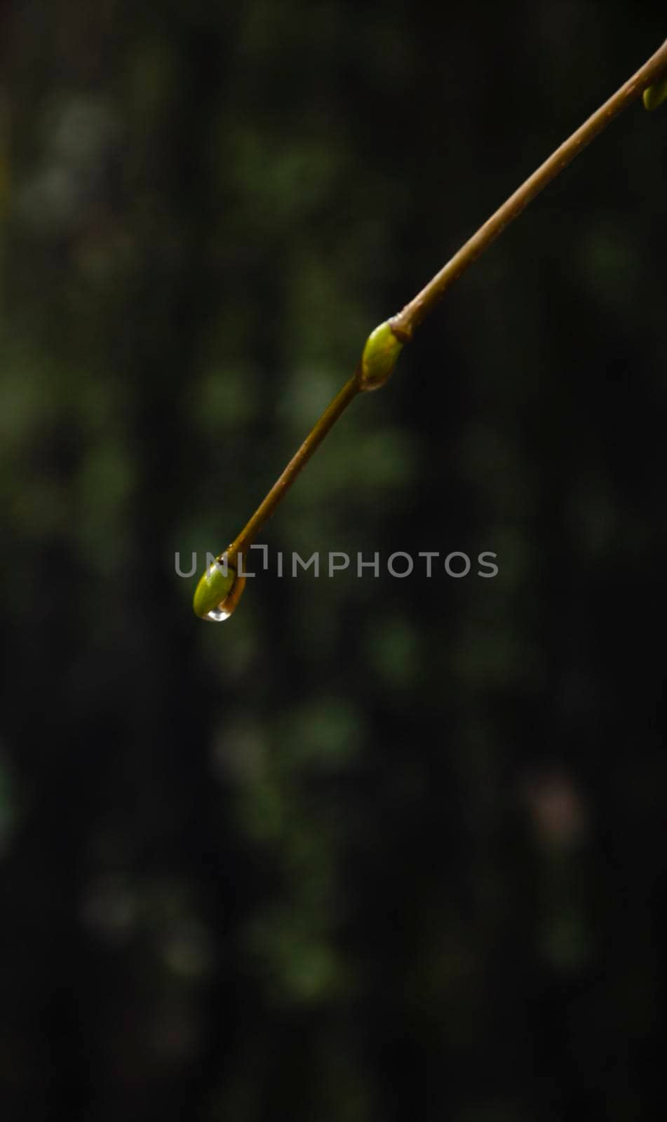 Raindrops on coniferous branches close-up. Soft focus, low key. Atmospheric natural photography. An isolated raindrop on a branch. Blurry dark background, warm colors, autumn scenery by mtx