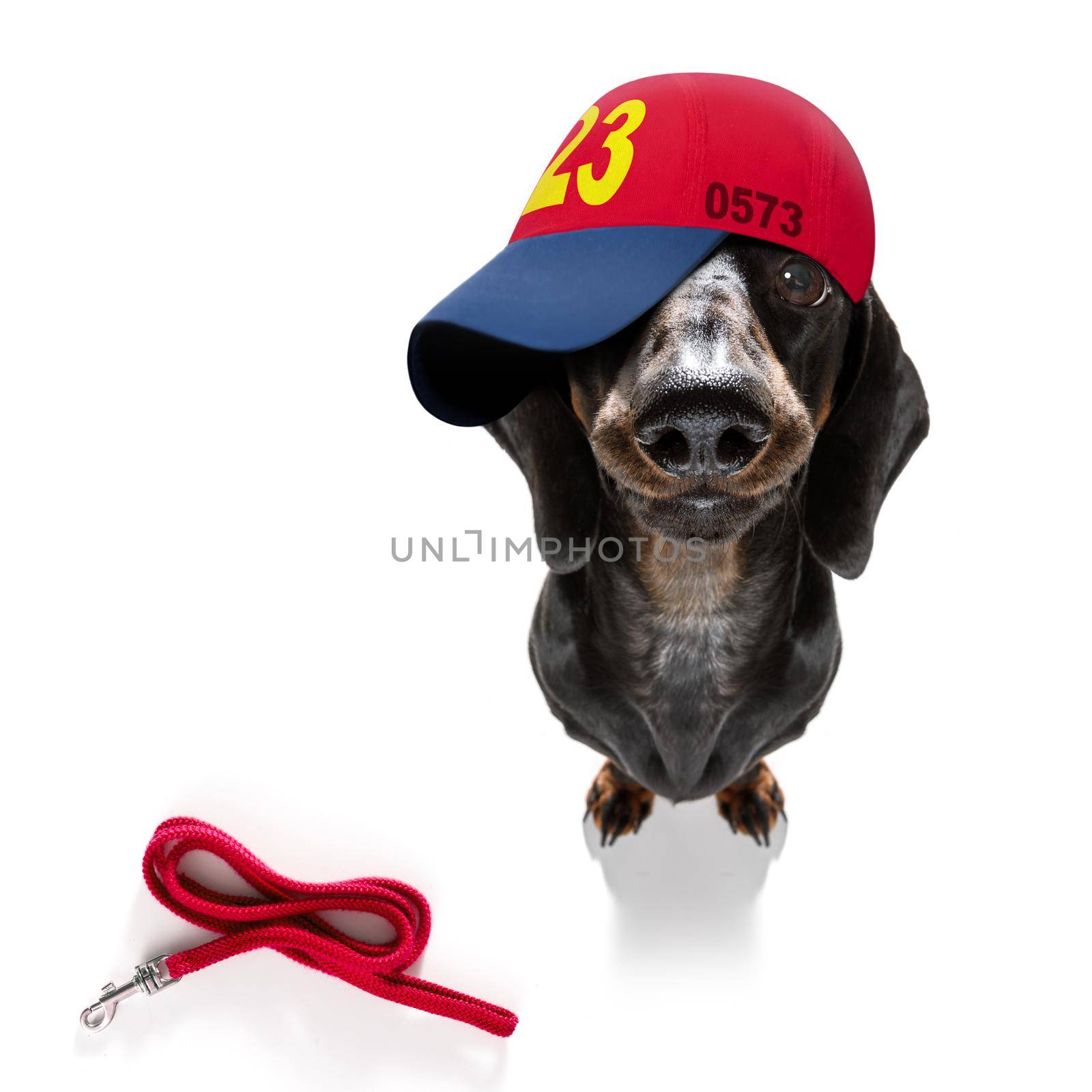 cool baseball cap urban dog  by Brosch