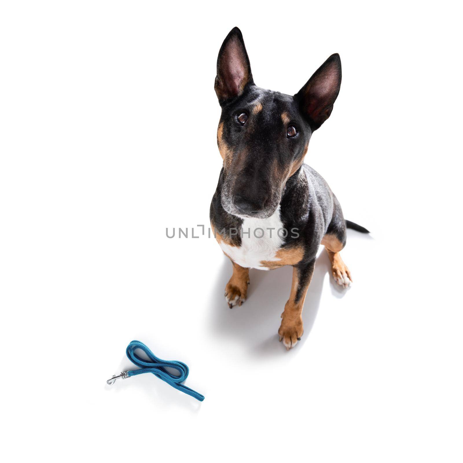 miniature Bull Terrier dog ready to walk with owner with leather leash , isolated on white background