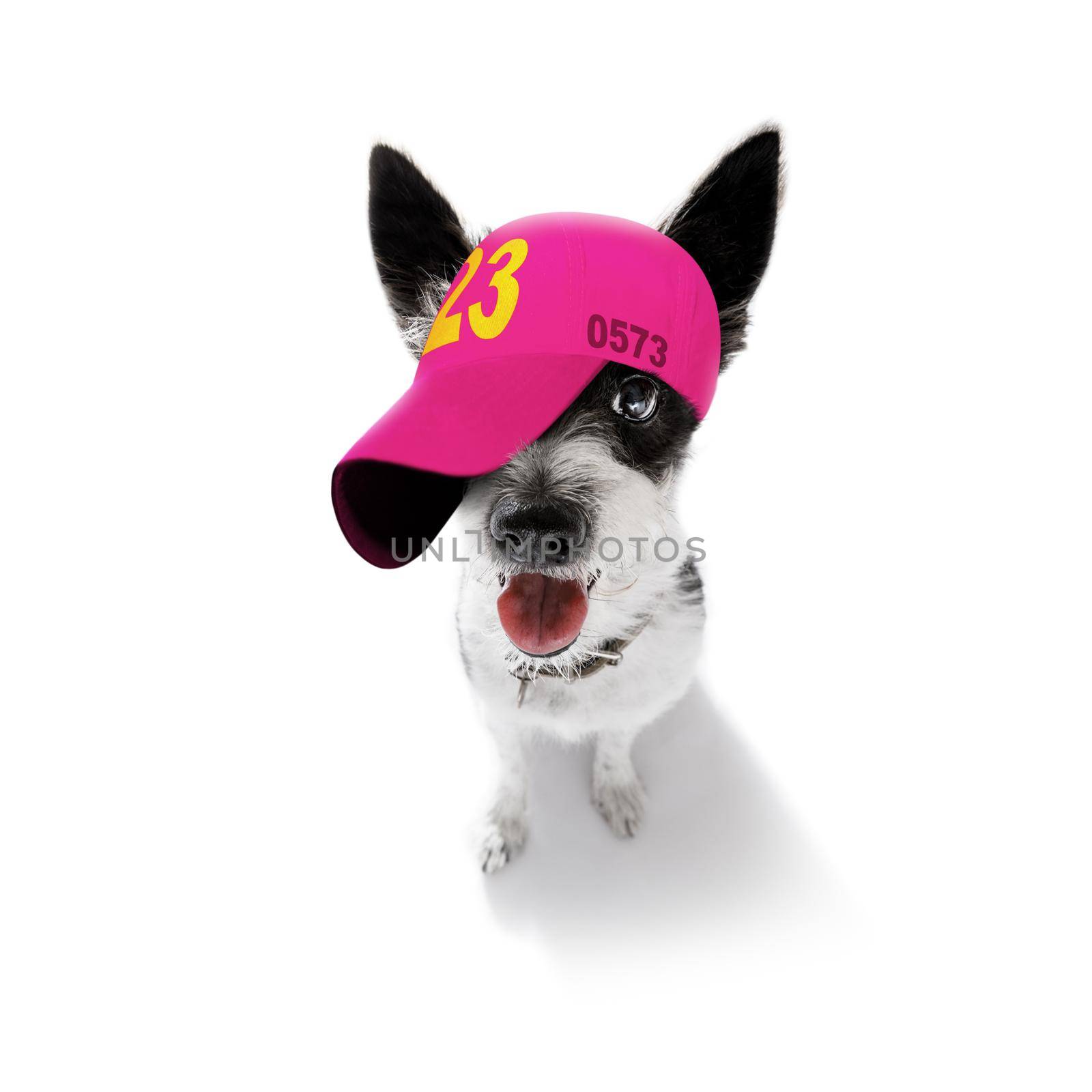 cool casual look poodle dog wearing a baseball cap or hat , sporty and fit , ready for a walk and leash