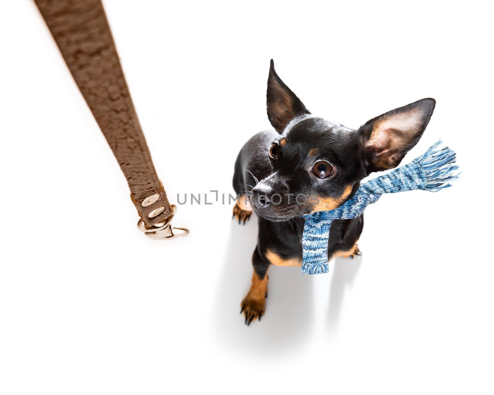 prague ratter dog in rain and snow bad weather ready to go for a walk with leash and scarf