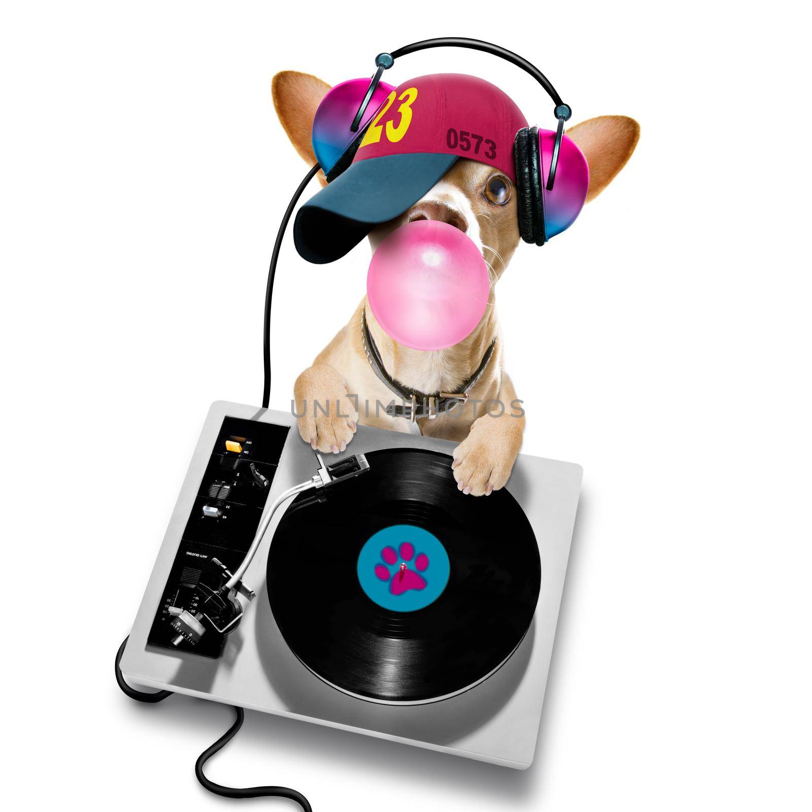 chihuahua  dog playing music in a club with disco ball , isolated on white background, with vinyl record