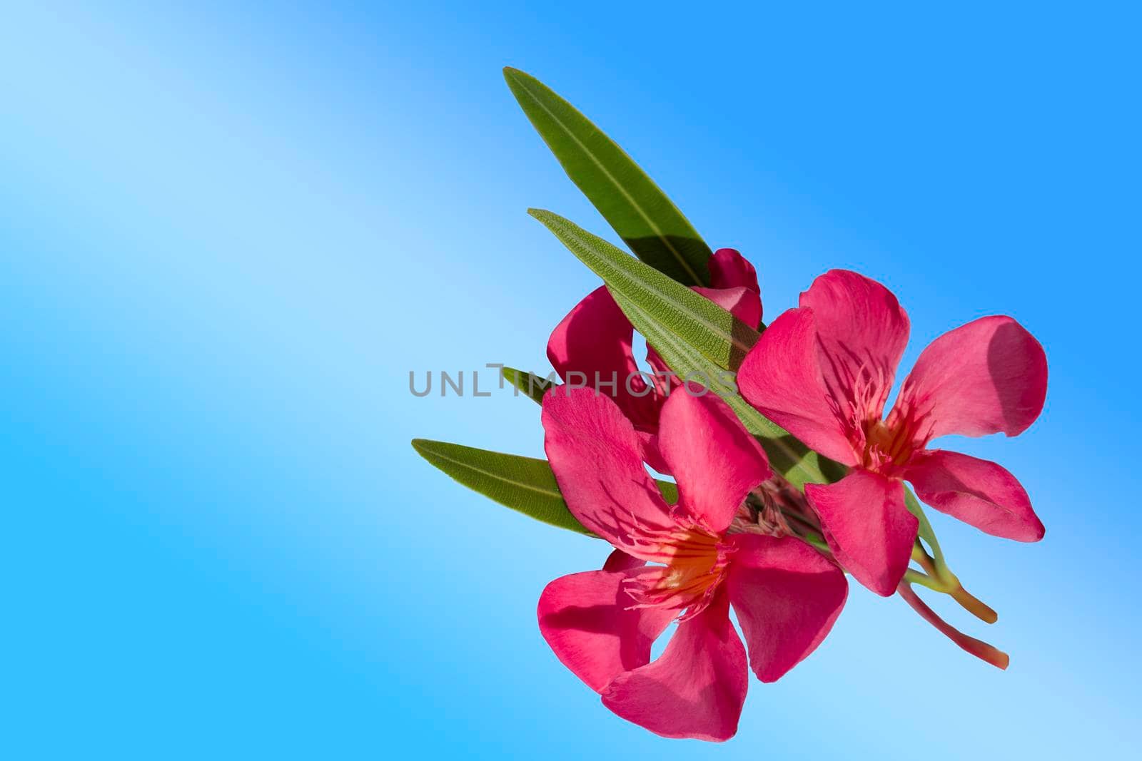 Isolated pink oleander flower on a blue background.