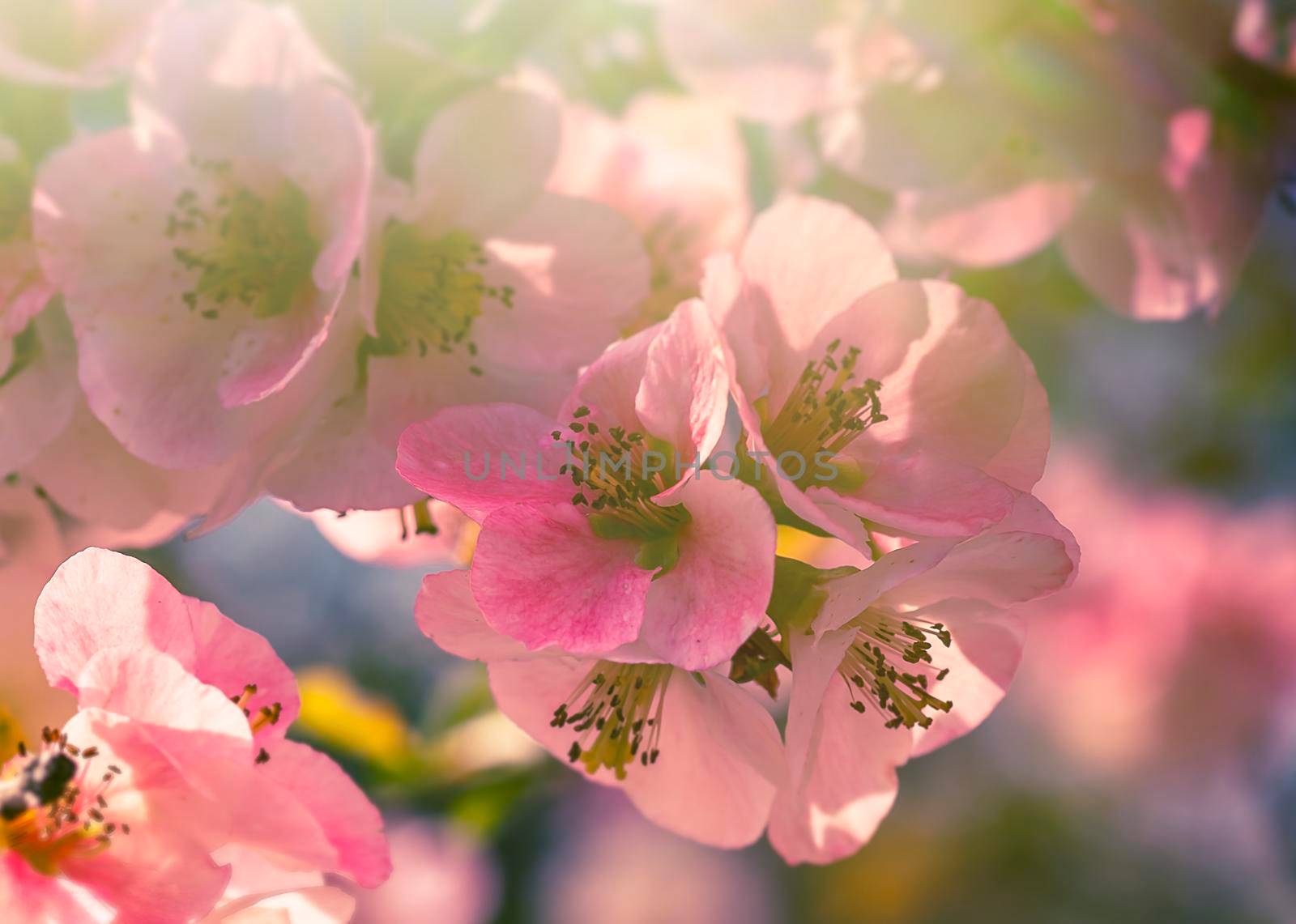 Pink petals of spring flowers on long branches attract insects to collect nectar