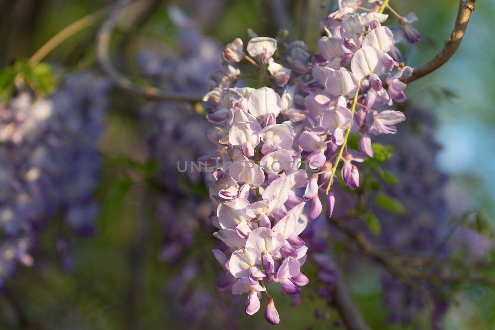 Lush Wisteria flowers in the soft light of the summer sunset.