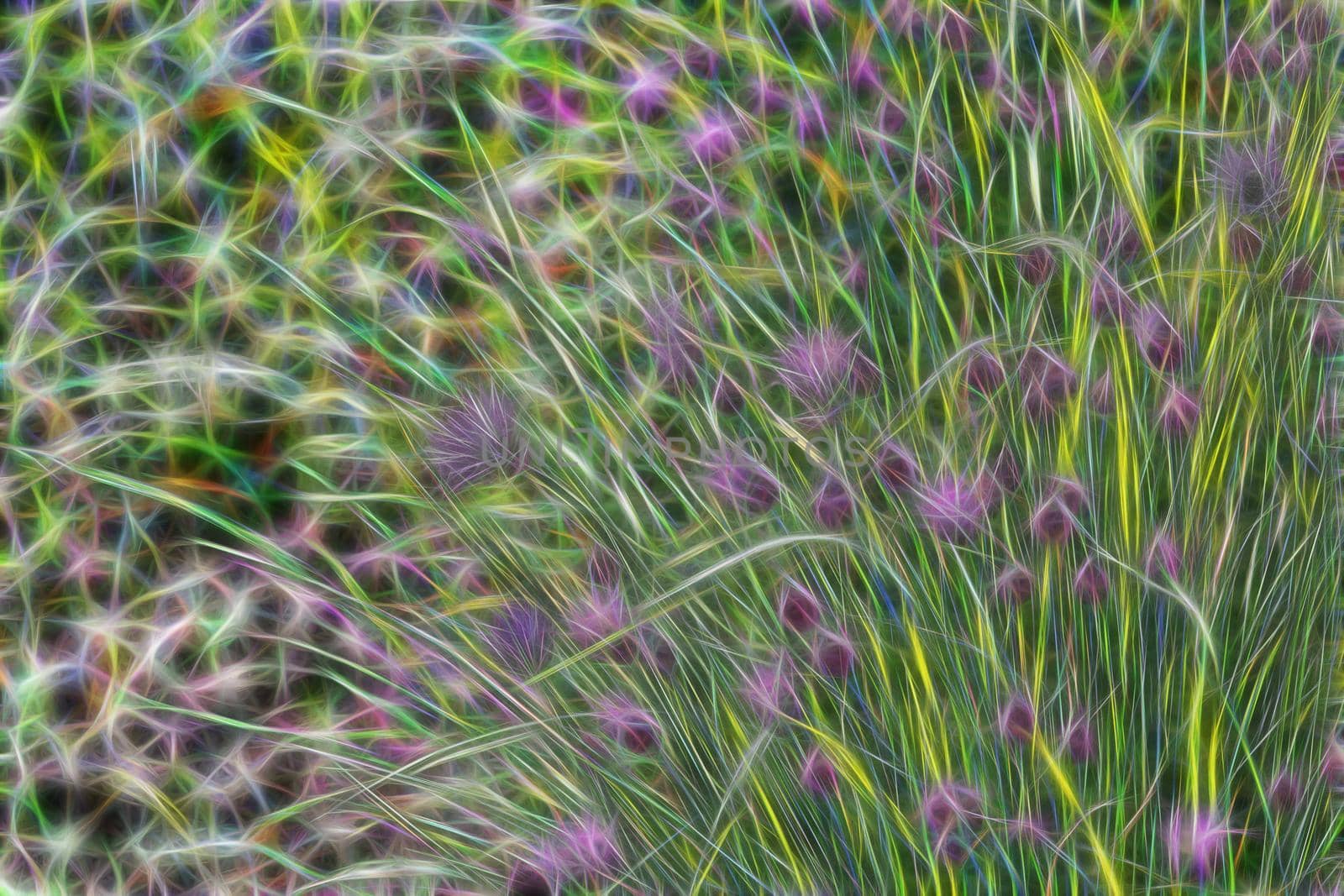 illustration the stems of wild onion with a purple fluffy flowers on blurred background with bokeh