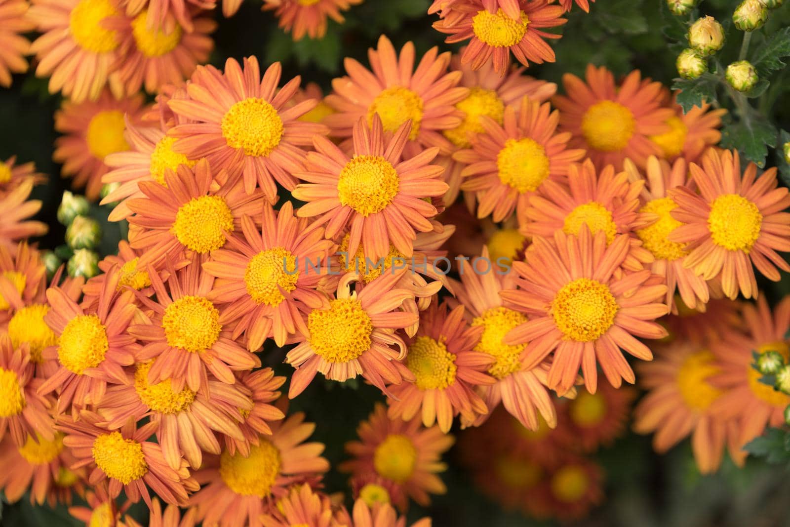 Beautiful chrysanthemum flowers orange.