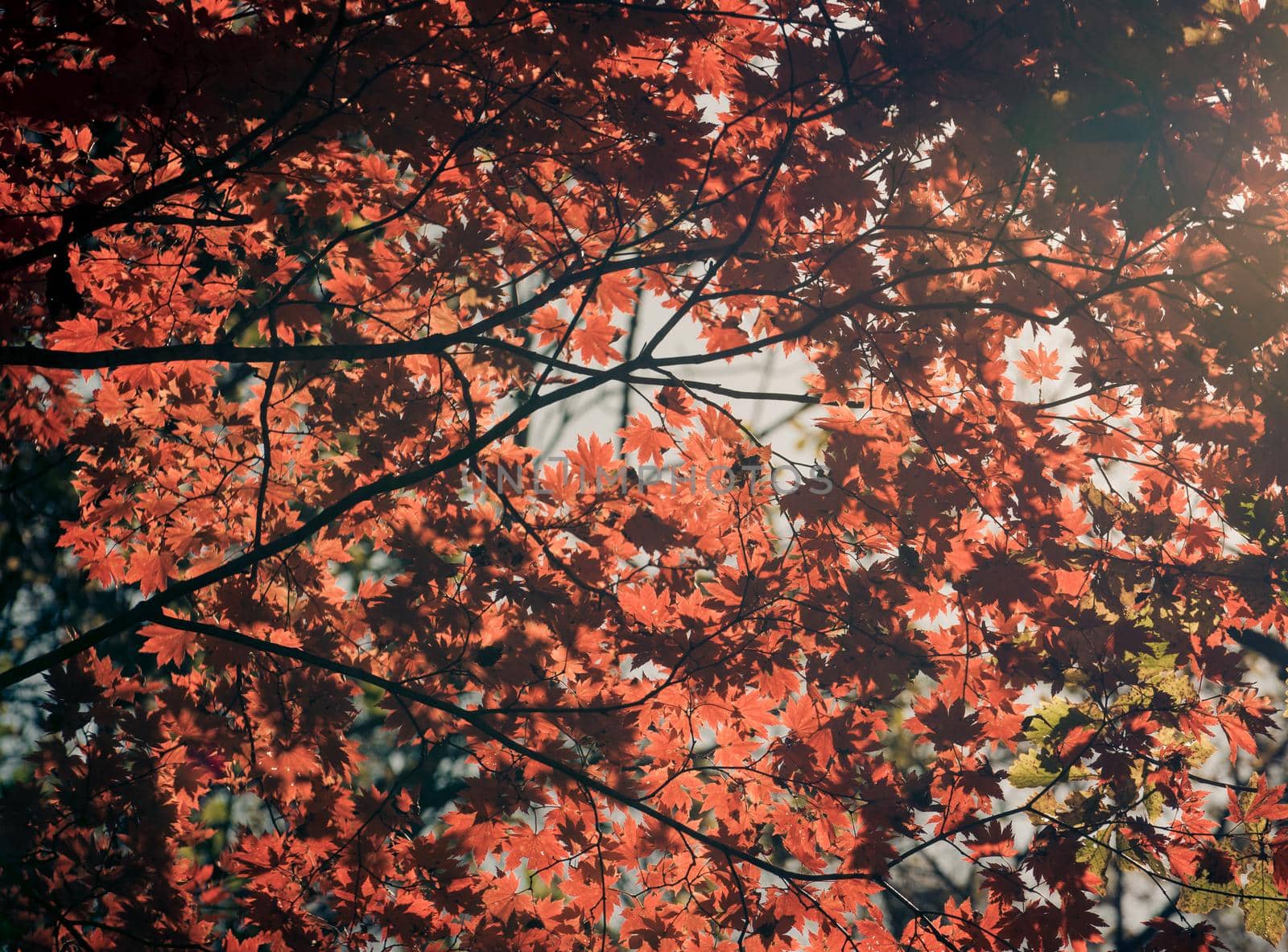 Autumnal ornament, red leaves of maple.