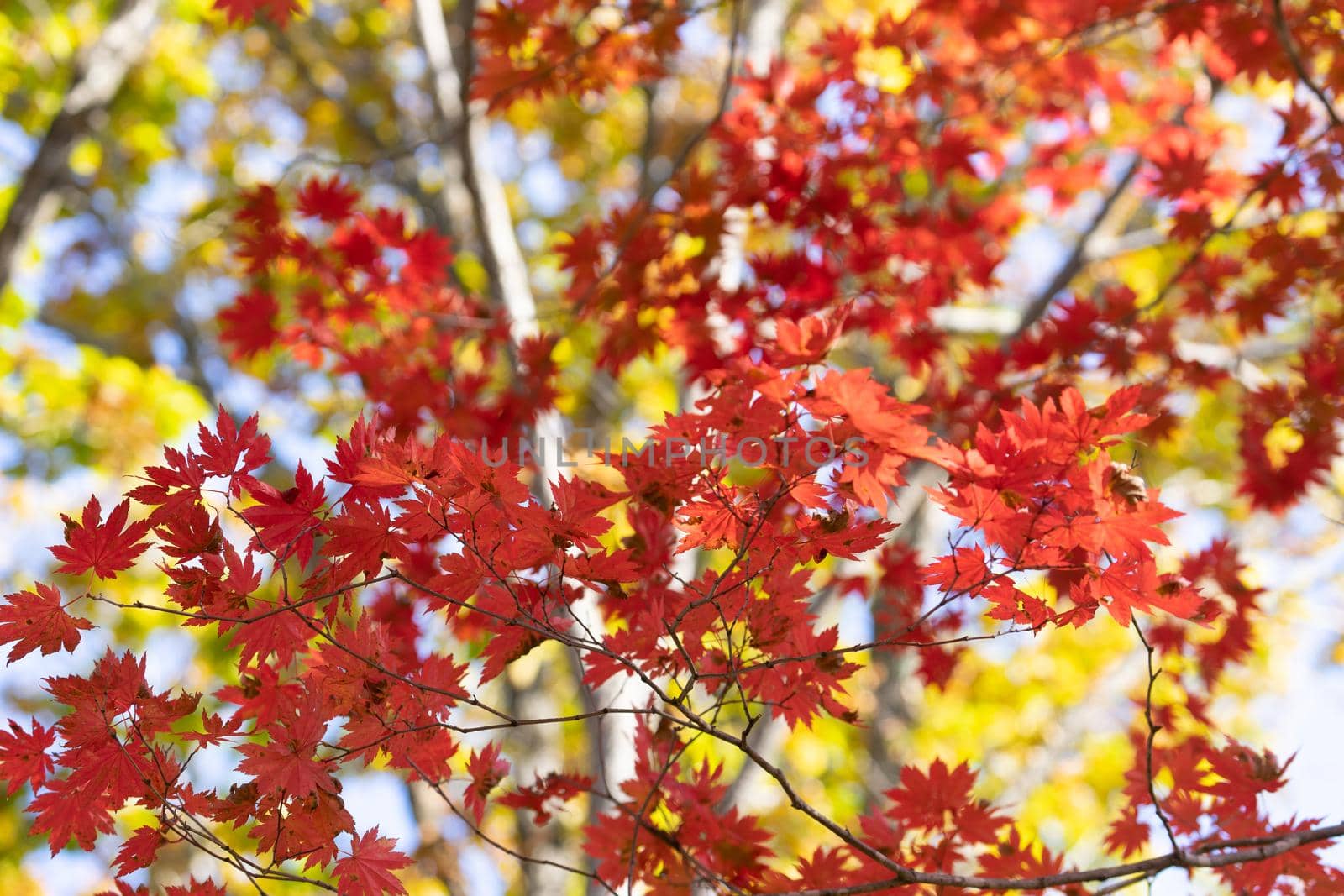 Autumnal ornament, red leaves of maple.