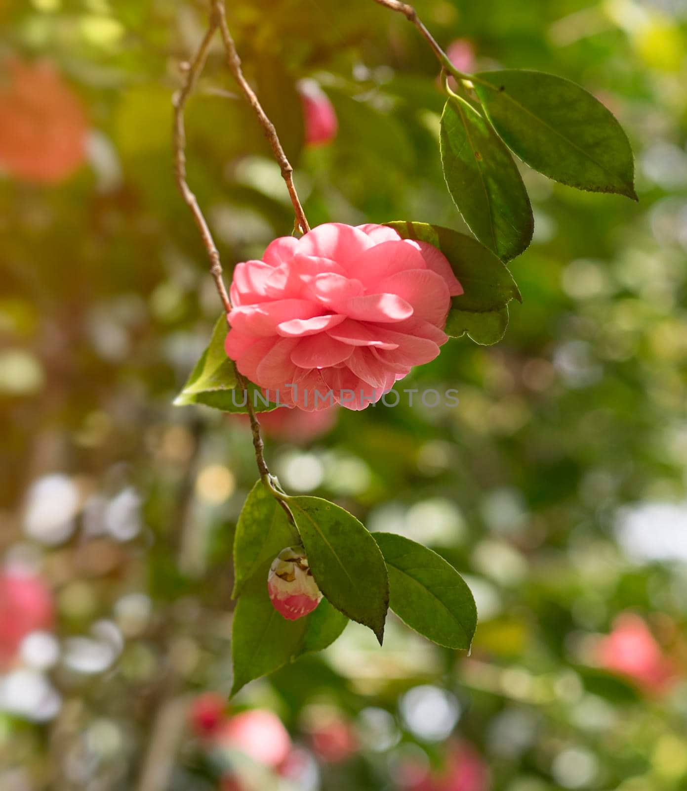 Camellia flower on blurred background with bokeh leaves