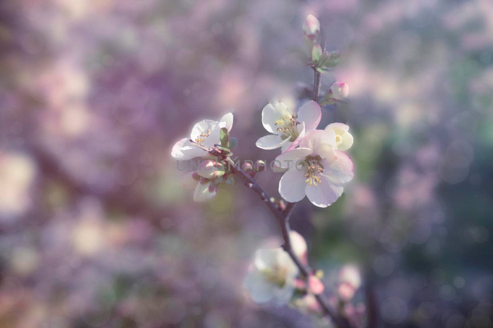 Vintage background with delicate flowers on fruit tree branches.