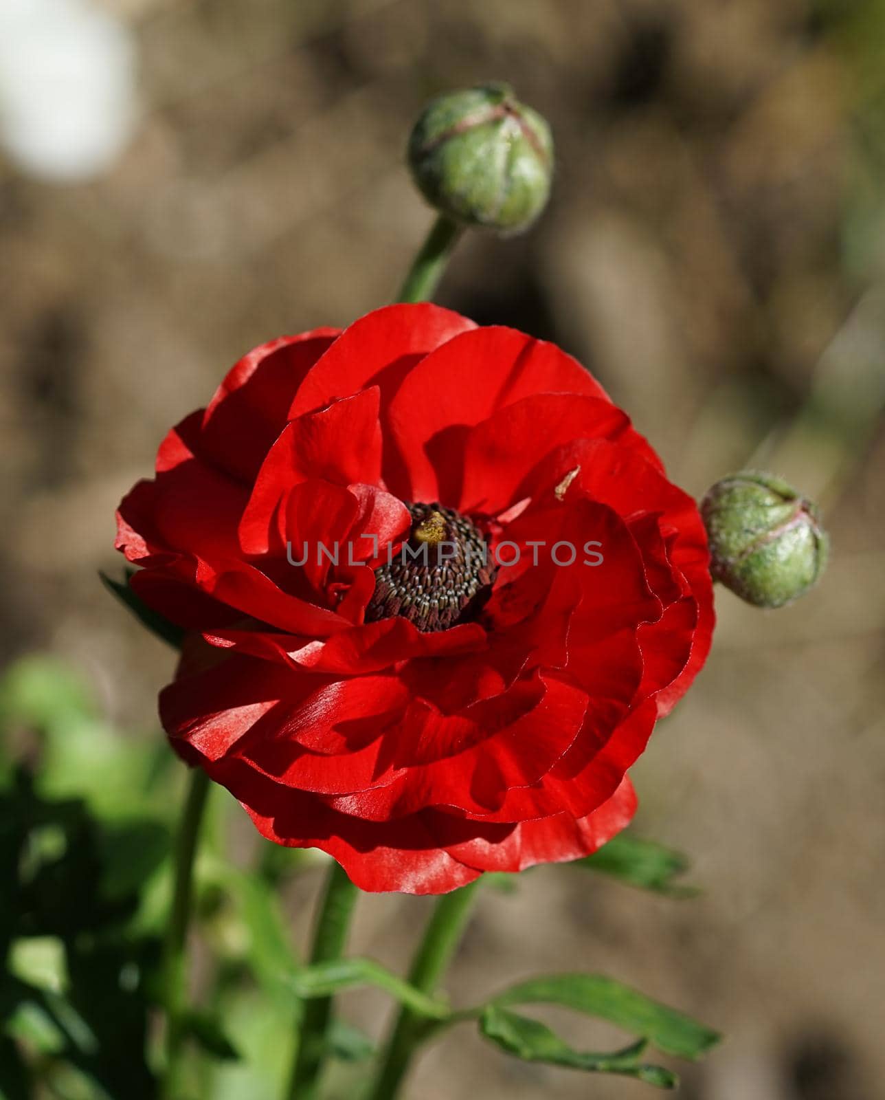 Bright red Tulip on blurred background.