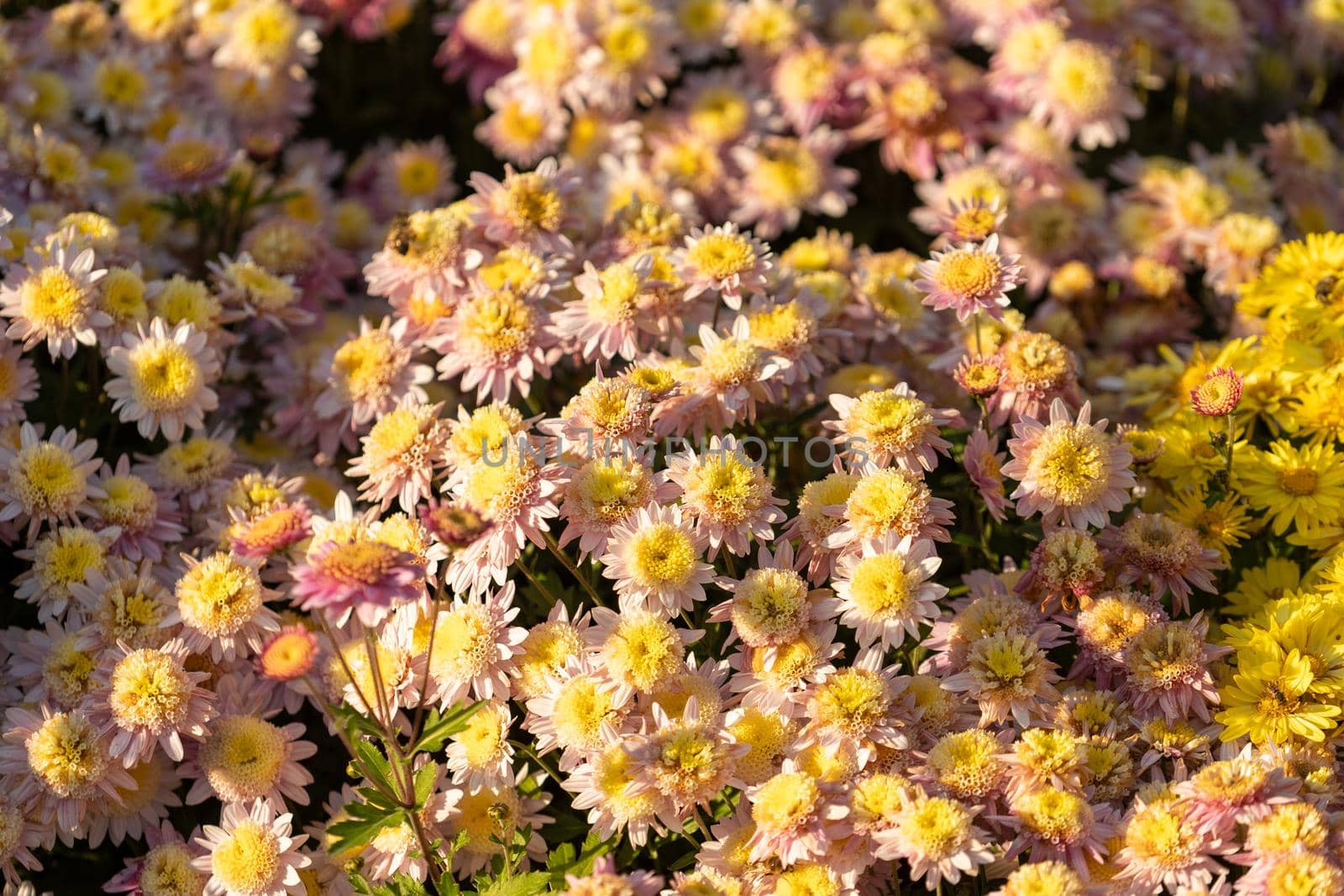 Beautiful natural background of chrysanthemums. Beauty of nature