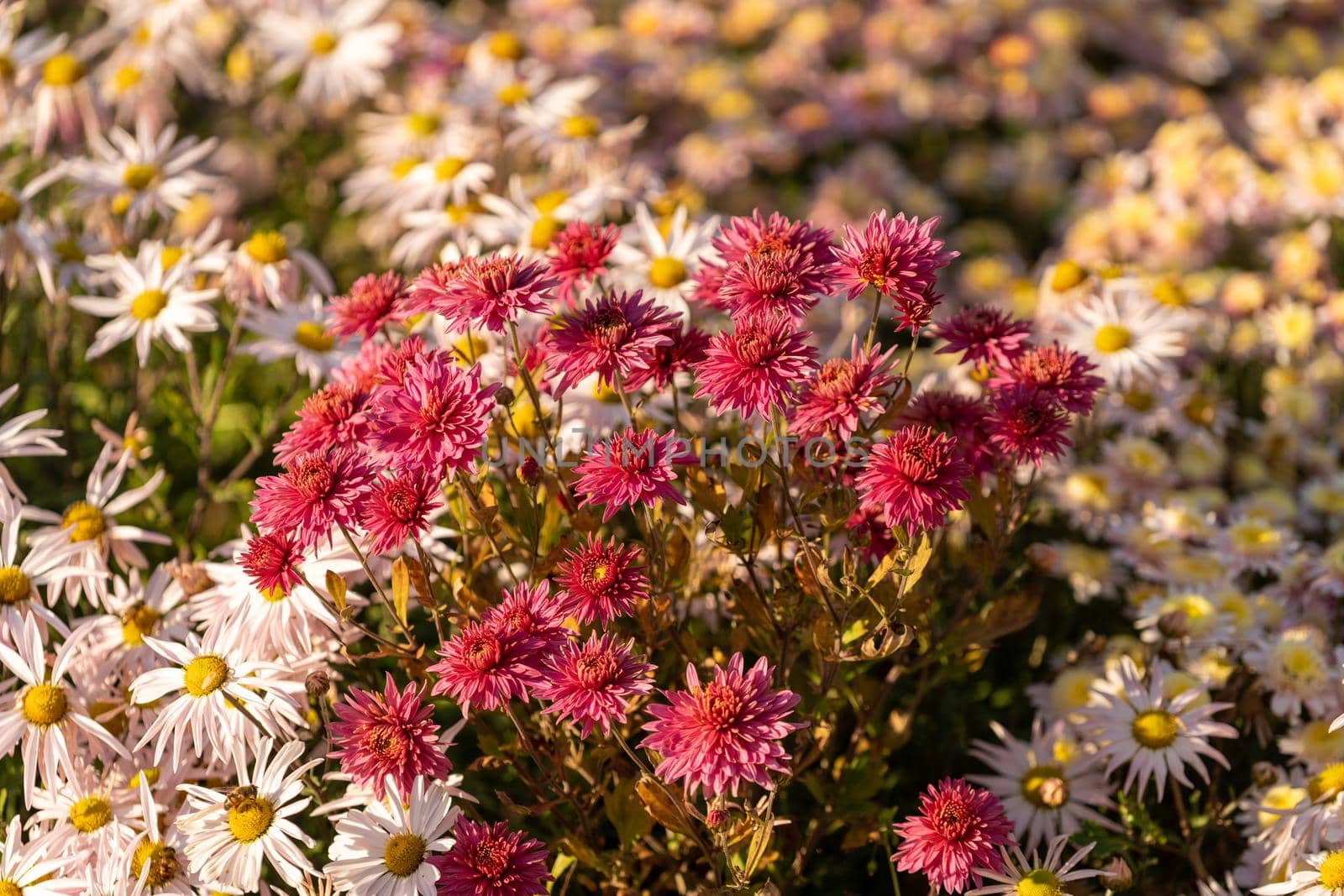 Beautiful natural background of chrysanthemums. Beauty of nature