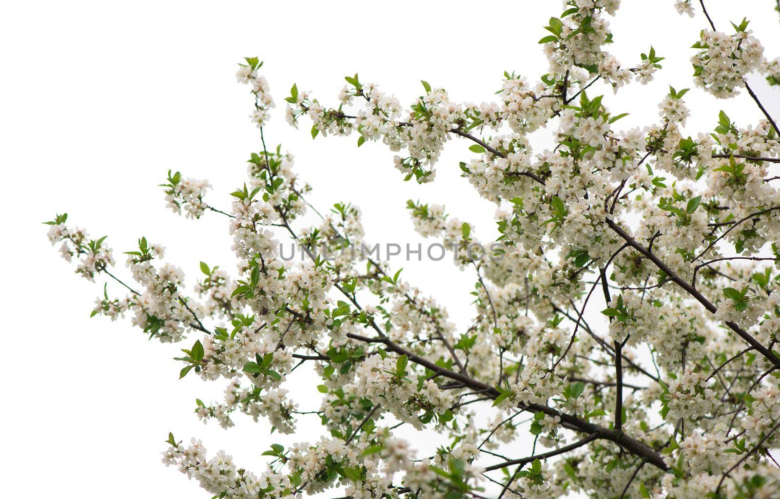 Spring flowering branches, pink flowers, no leaves by aprilphoto