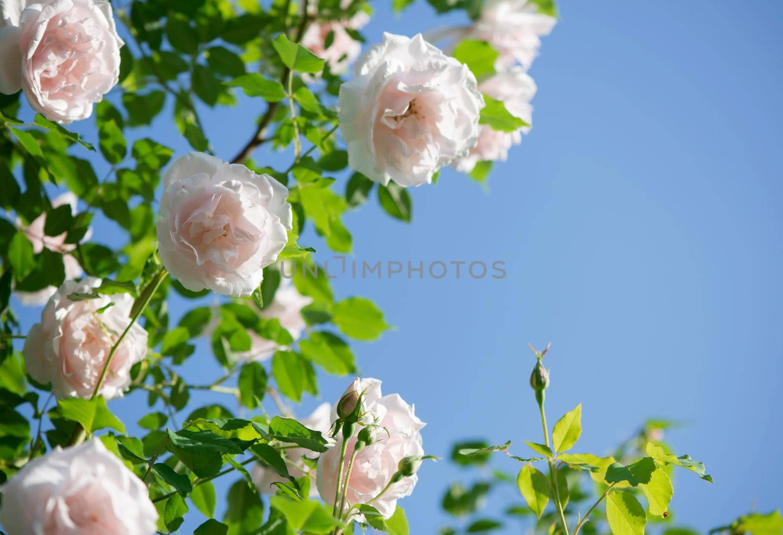roses against blue sky. Rose Garden in the Prague