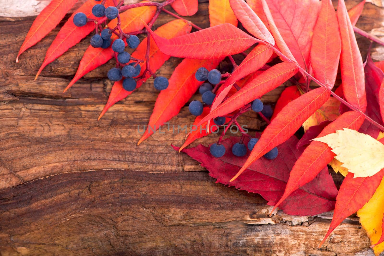 autumn background with colored leaves on wooden board by aprilphoto
