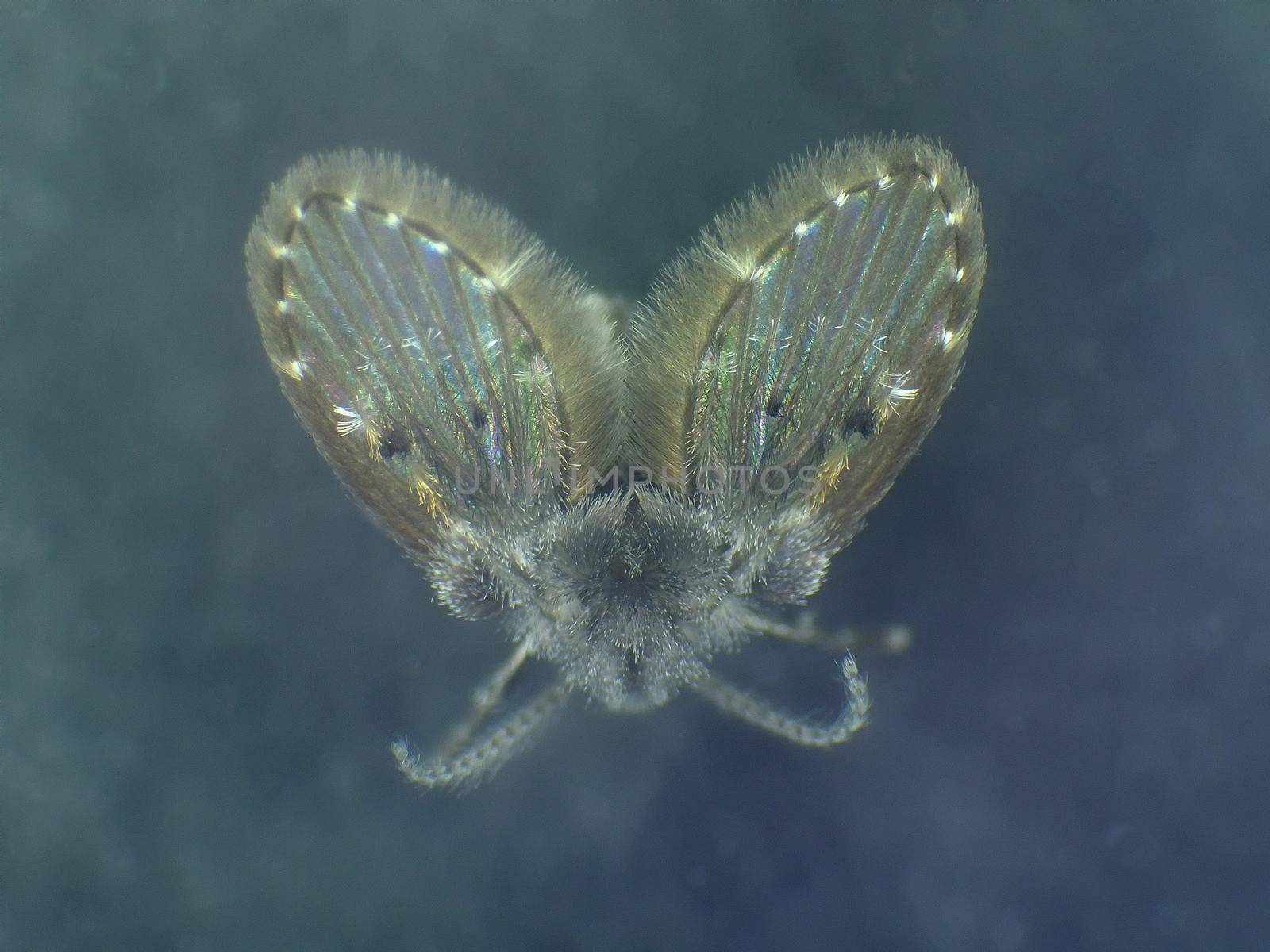 Drain fly in a macro shot by Jochen