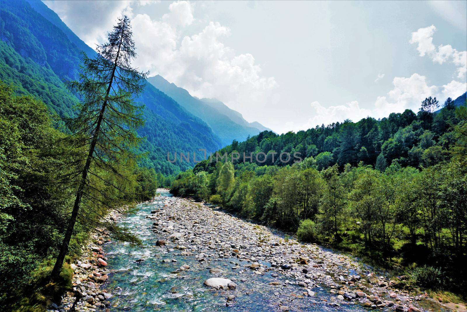 A larch tree leaning over the riverbed in the Valle Verzasca, Ticino, Switzerland