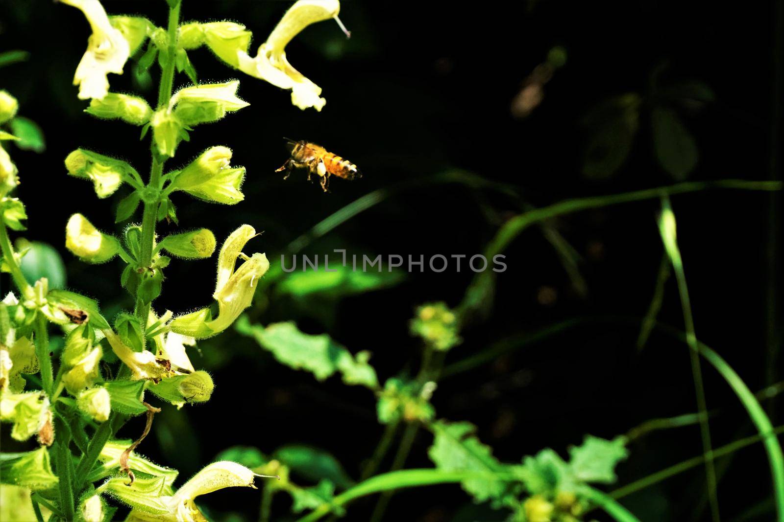 Bee with pollen load flying to sticky sage blossom by pisces2386