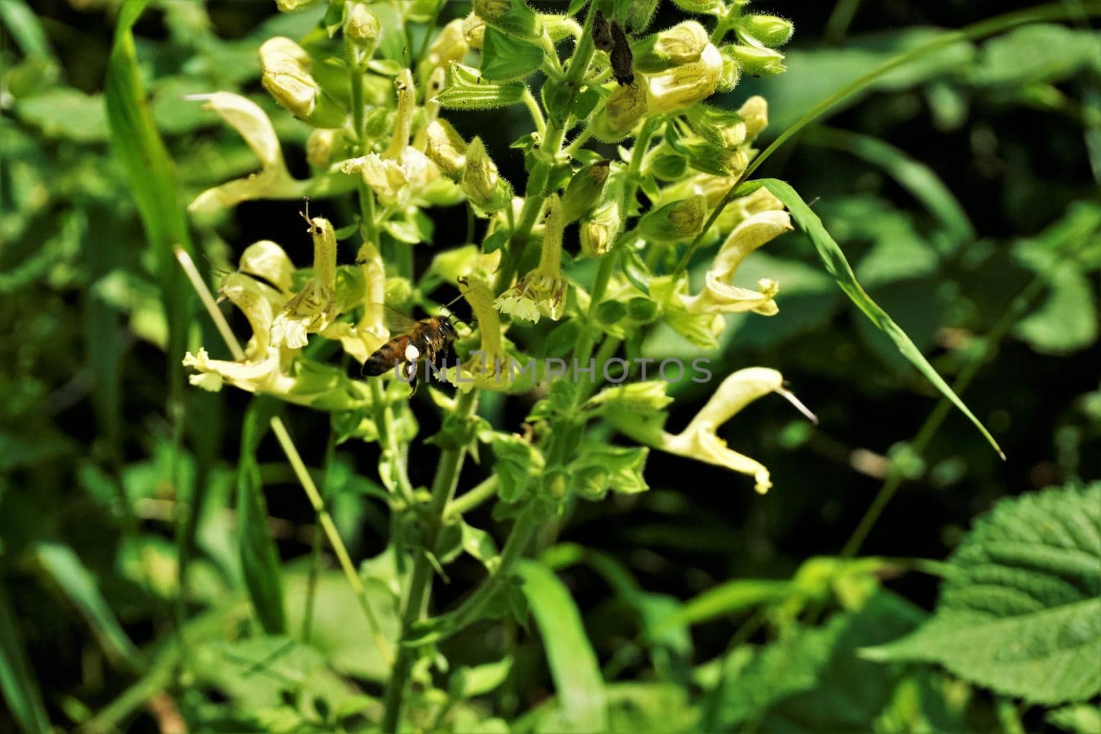 Close-up of bee pollenating the blossom of Salvia glutinosa plant by pisces2386