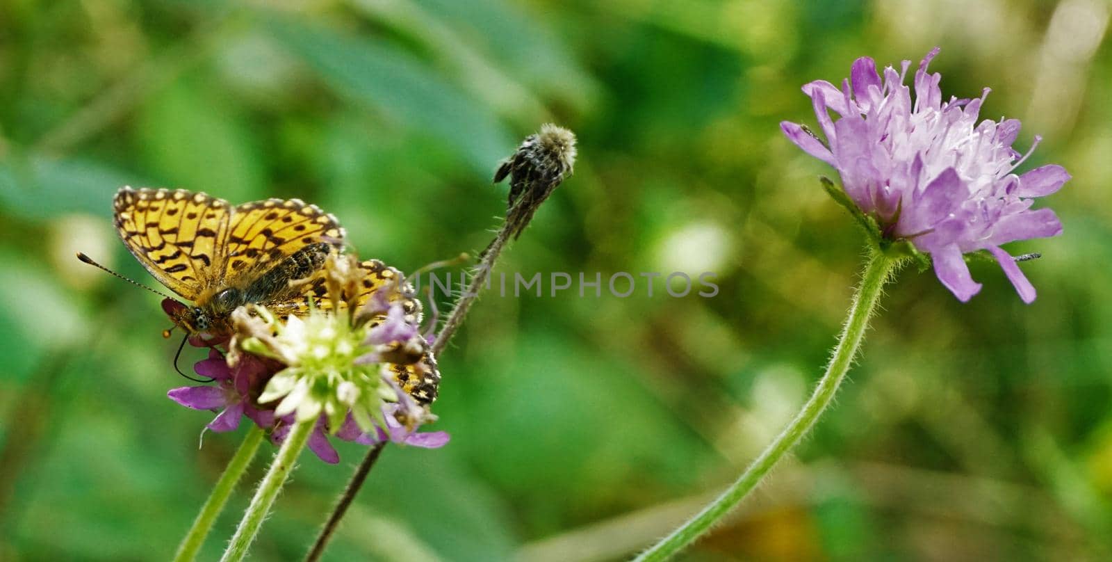 Beautiful silver-washed fritillary butterfly sitting on scabiosa blossom by pisces2386