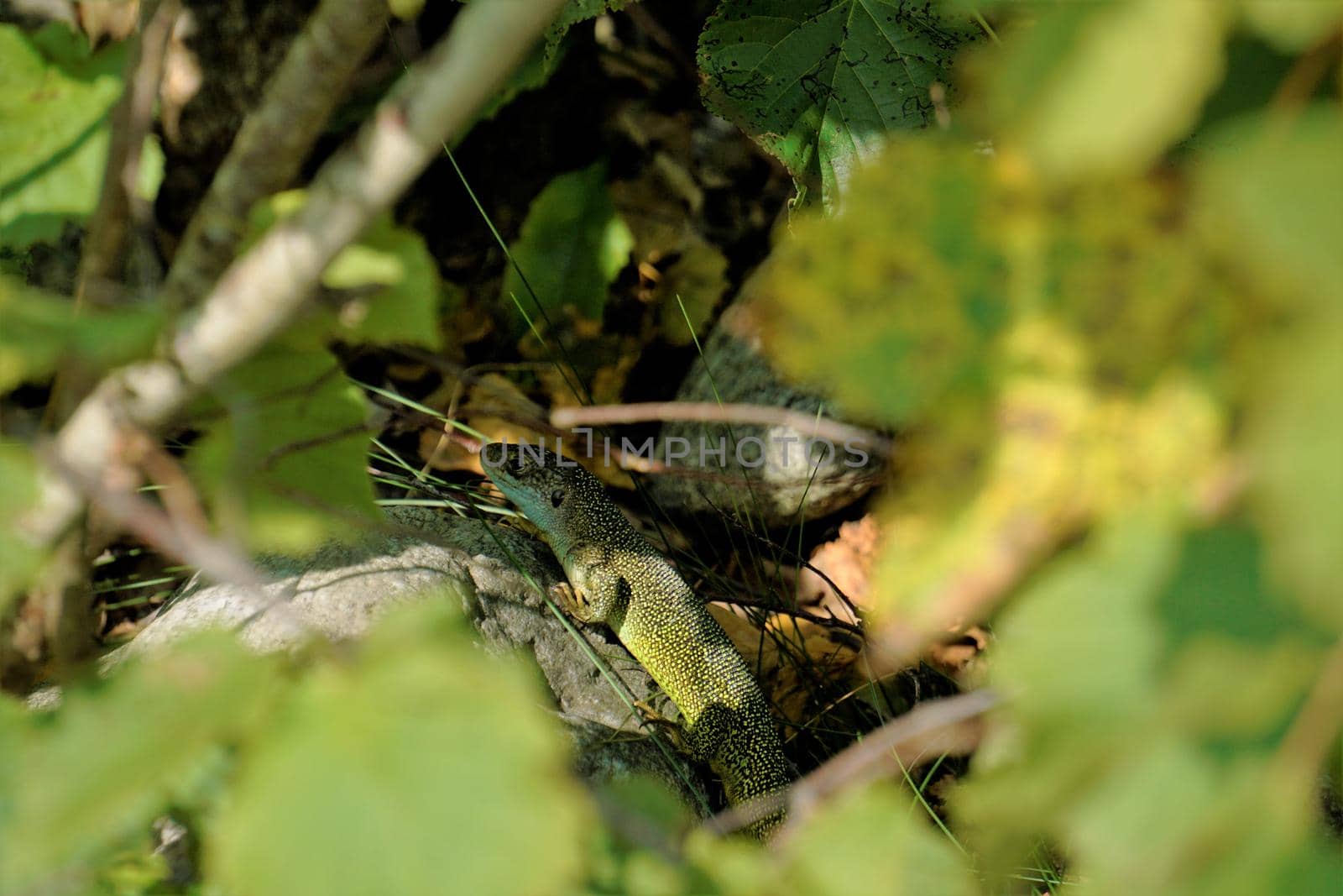 Western green lizard (Lacerta bilineata) hiding in bush by pisces2386