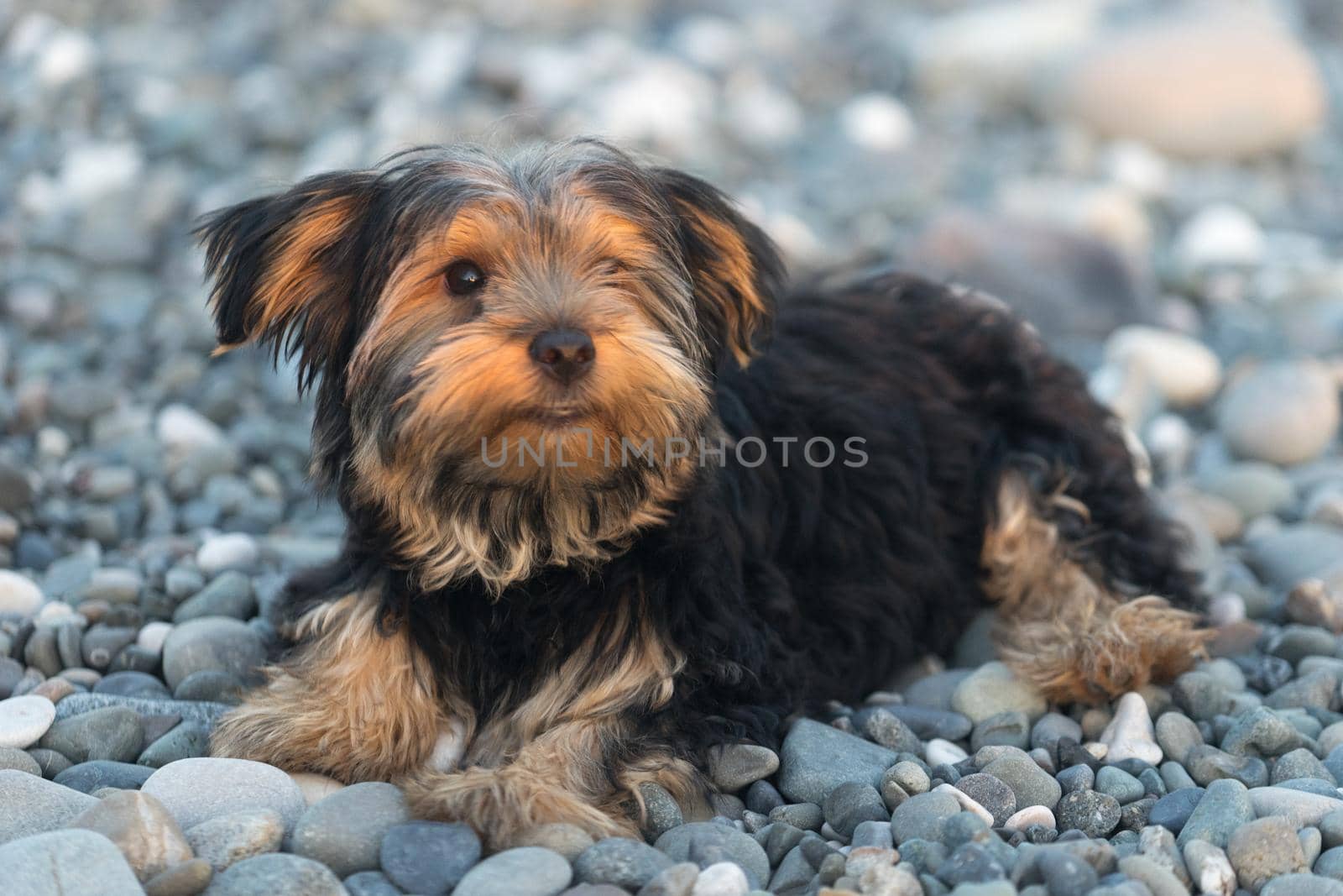Small black and brown Yorkshire Terrier on a background sea pebbles on the beach.