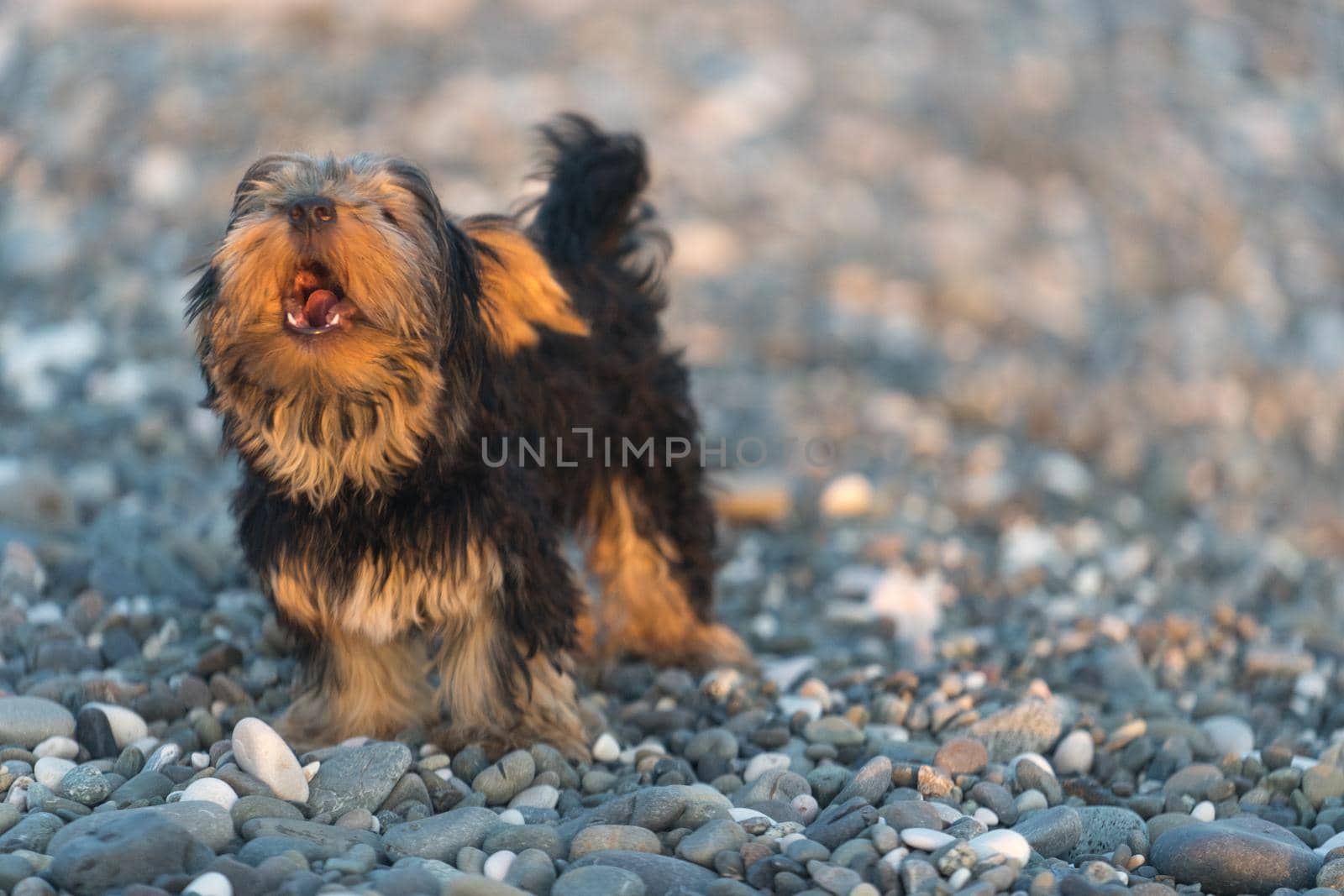 Small black and brown Yorkshire Terrier on a background sea pebbles on the beach.