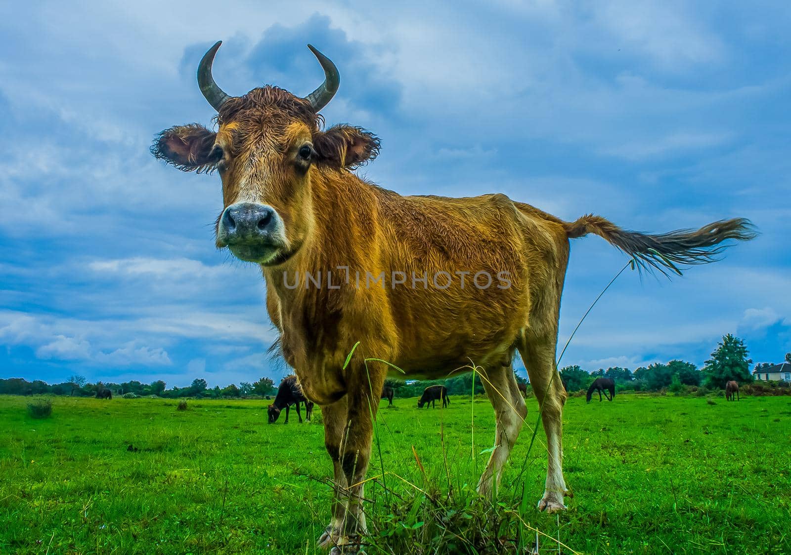 Portrait of a red cow on a background of green grass