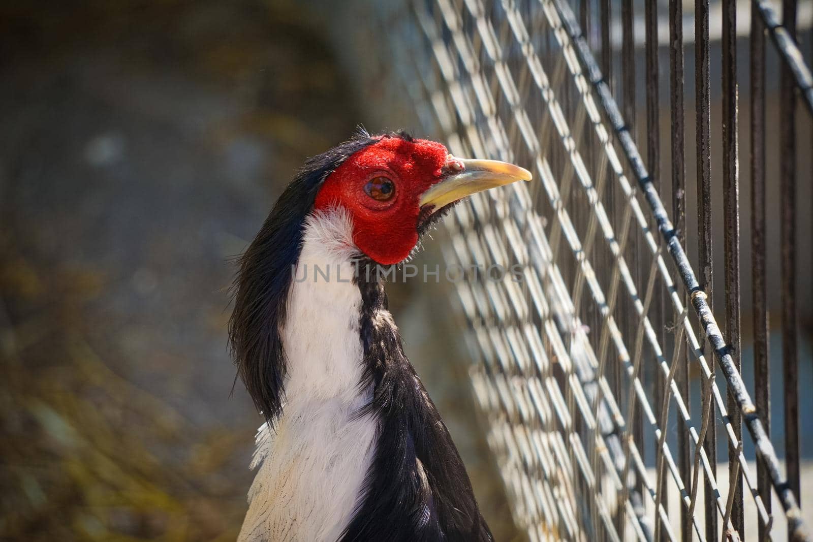 Portrait of colorful chicken close-up