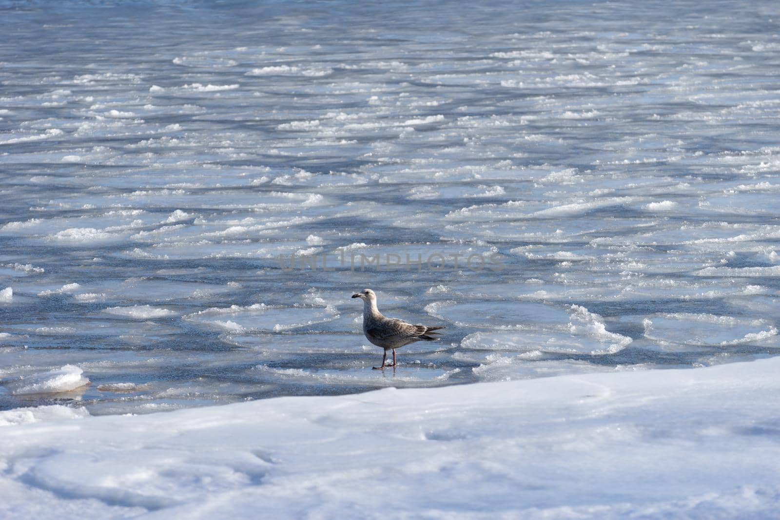 Seascape with a Seagull on the frozen surface of the sea